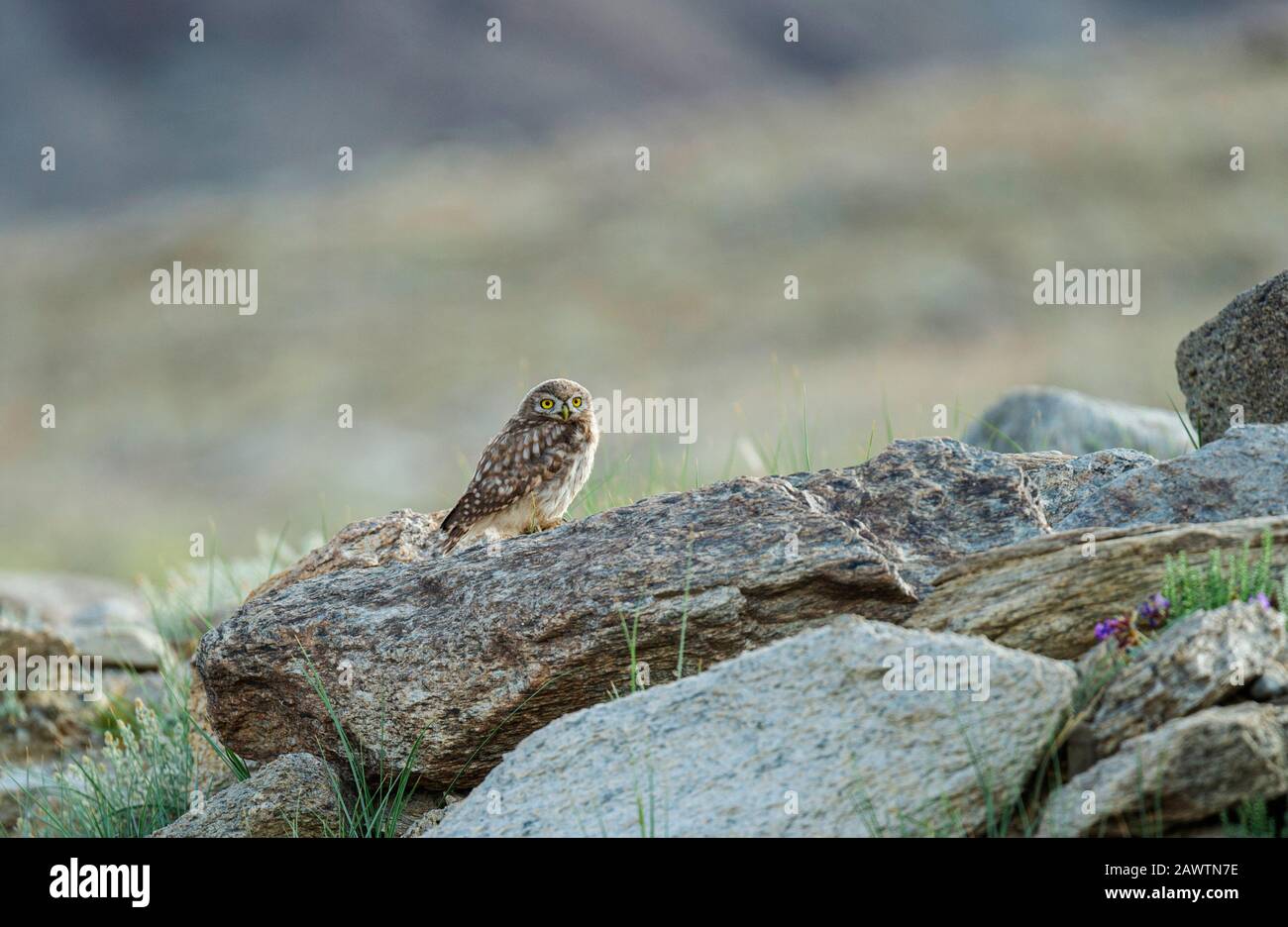Die kleine Eule, Athene noctua, Tsokar Lake, Ladakh, Indien Stockfoto
