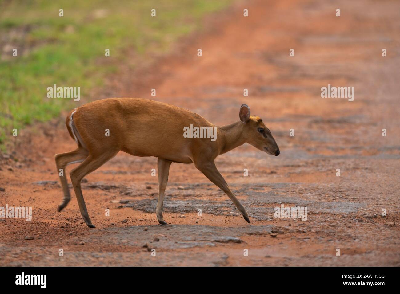 Barking Deer oder indischer Muntjac, Muntiacus muntjak, Tadoba, Maharashtra, Indien, Stockfoto