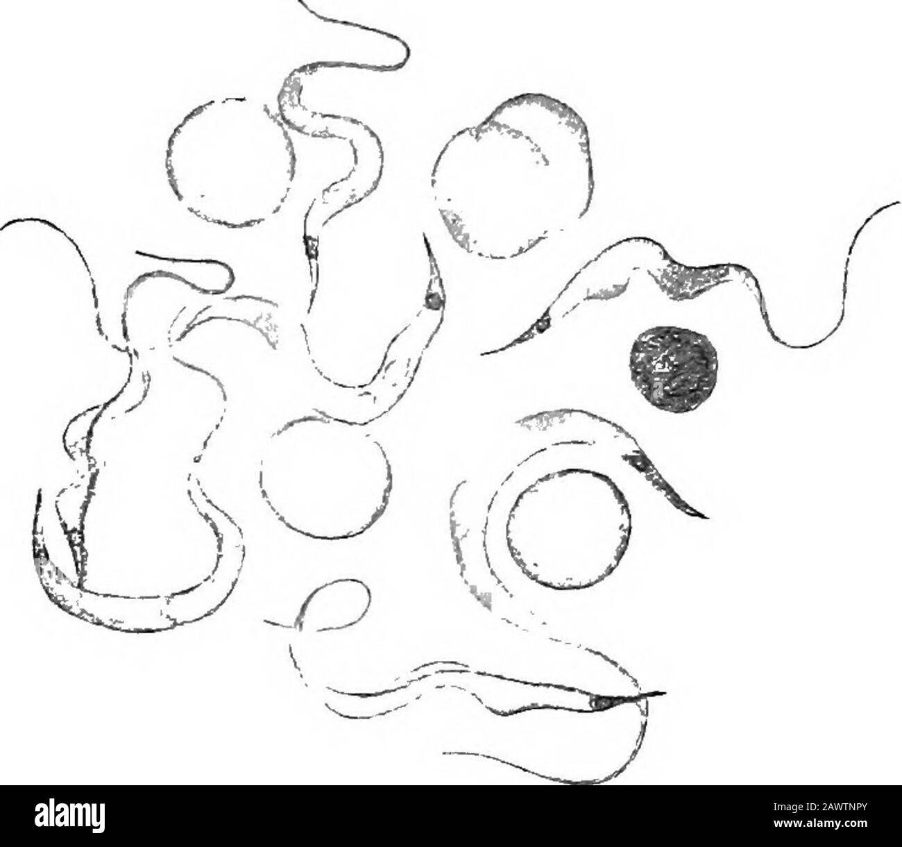 Grundlagen der Bakteriologie; eine kurze und systematische Einführung in die Erforschung von Bakterien und verwandten Mikroörganismus . d Bradford, 1894) verursacht Nagana oder Tsetsefliegeerkrankung, eine Krankheit, die Pferde, Tiere und Hunde in bestimmten Regionen Südafrikas betrifft. ThetrjTpanosome von Bruce ist weniger motUe als das von Lewis. Ithas wurden bei 25 Grad C kultiviert und sind weniger widerstandsfähig gegen Kälte.Alle Labortiere, die einer Infektion ausgesetzt sind. Die Ratte stirbt an zehn Tagen. Bei der natürlichen Infektion entdeckte Bruce, dass die Tsetsefliege die Krankheit übertragen hat, aber dass sie es tat, indem sie zuerst ein Tier, dessen Blut mitbrachte Stockfoto