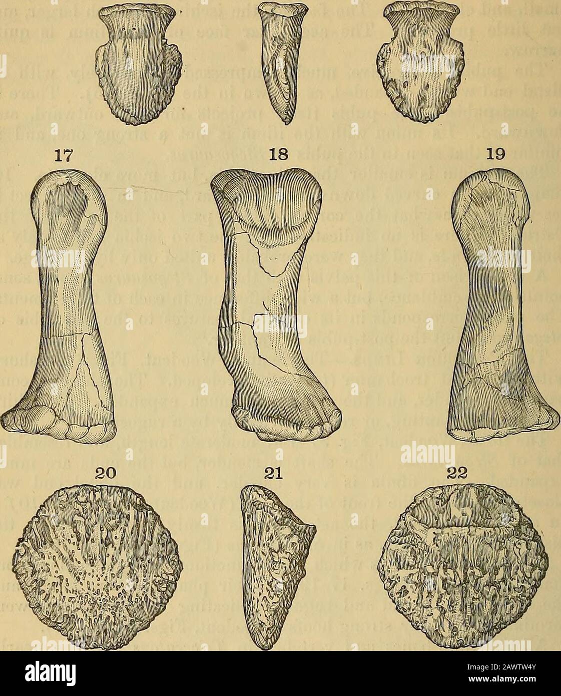 Geologische Zeitschrift . Abb. 11.-Metacarpal von THceratops prorsus, Marsli (Vorderansicht), eineig]itlinatural Größe. Abb. 12 und 13.-Der gleiche Knochen; Seiten- und Rückansicht. Die Dermale Rüstung - Neben dem Anker des Schädels wurde auch der Körper in der Ceratopsidce geschützt. Die Natur und die Position der Defensivteile in den verschiedenen Formen können noch nicht ^ Den vor kurzem entdeckten Pubis sein und in Den Holzschnitten Figs dargestellt werden. 5, 6, 7, hat einen ashort, splintartigen Prozess, der vielleicht ein Überbleibsel eines postpubischen Elements sein kann, obwohl es nicht die Position des postpubischen Knochens bei anderen Dinosauriern hat. 246 Prof Stockfoto