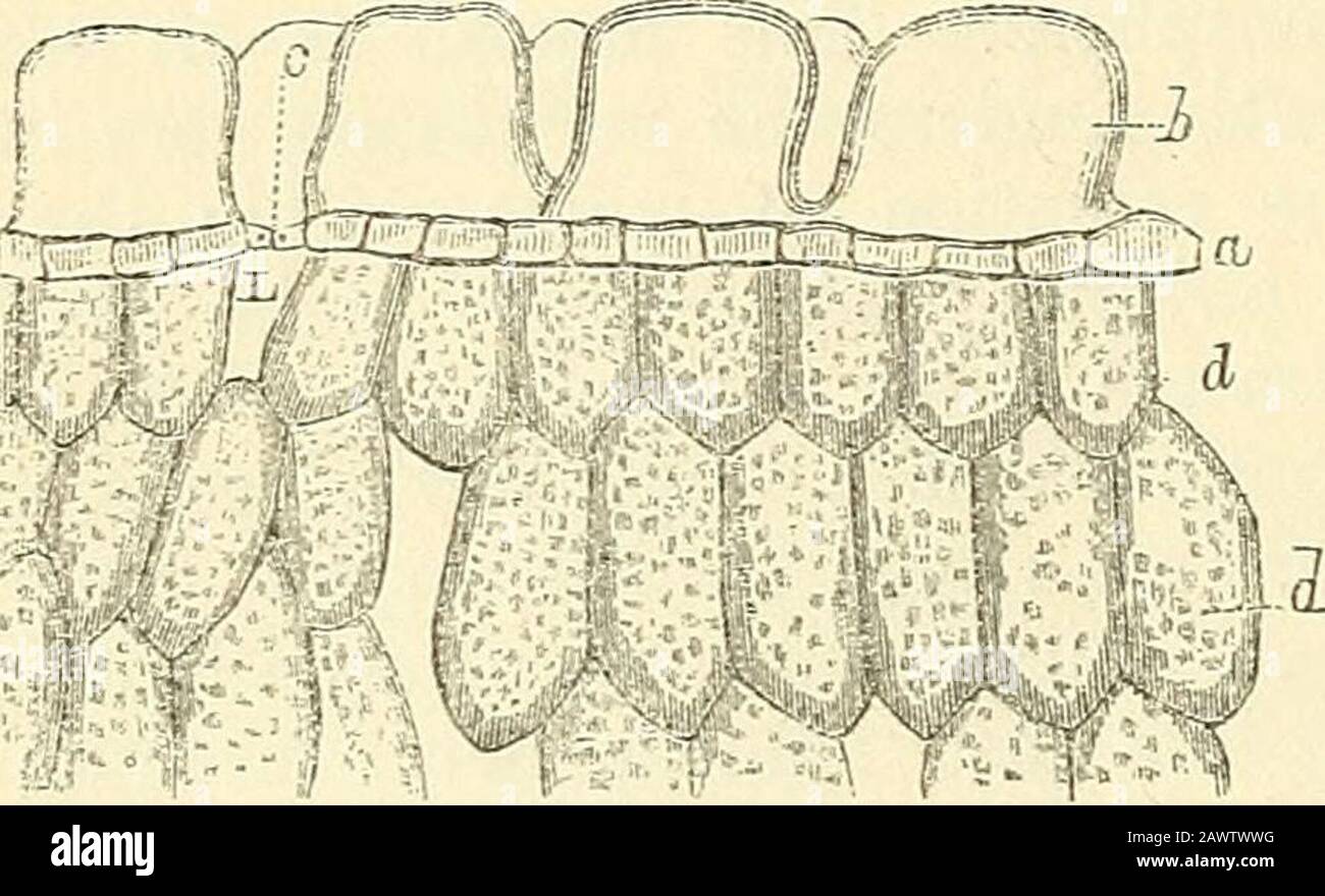 Das Mikroskop und seine Enthüllungen . ie(ifalcata, wie an a von seiner inneren Seite gesehen, und an b fi-om seiner äußeren Seite:-a, a, kleine Zellen, die die innere Schicht des Häutchens bilden; b, b, markante CEUS der äußeren Schicht; c, c, stomata entsorgte betweenthem. Abb. 184.. 446 MICEOSCOPIC-STRUKTUR DER PHANEROGAMIC-PFLANZEN. In tropischen Klimazonen vorhanden.-EINE merkwürdige Modifikation des Thekutchens wird von der RocJiea falcata, häufig als Eispflanze bezeichnet; eine Bezeichnung, die sie der Eigenart ihres Suifaces verdankt, das so aussieht, als wäre sie mit gefrorenen Dewdrops bedeckt. Dieses Aussehen ist Stockfoto