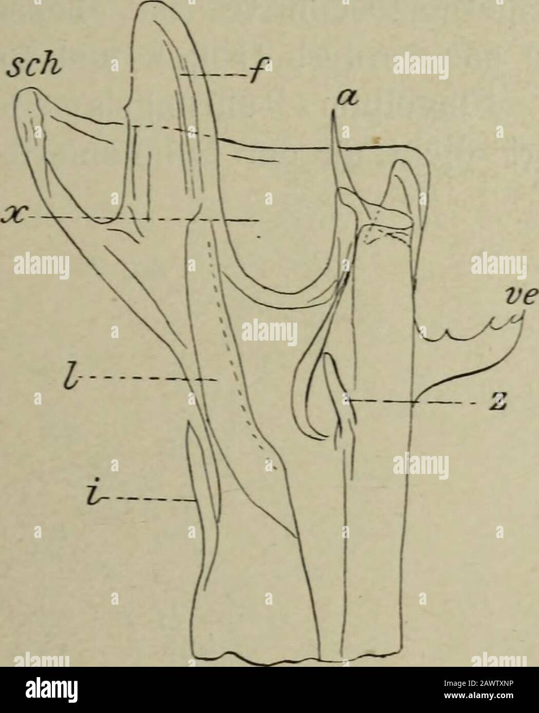 Die Gesellschaft Naturforschender Freunde zu Berlin . vorderer, c hinterer Rinnenblattforschung, sch Schutzblatt, ve Velum,l Führungschlamelle, i Führungsstachel, z Zapfen am Grund des Sperma-abschnittes, lb der Spermaabschnitt nex 240 und Velum Indural (Seltener 4 + 5) Sinnes-zäpfchen C, D, C. der hintere Rinnenblattfortsatz ist durch seine Breite aus-gezeichnet, nämlich l 2/3-2%, seltener 21/2mal langer als am Grundebreit. Der mittlere Rinnenplattenfund hat immer noch nicht richtig geschraubt Stockfoto