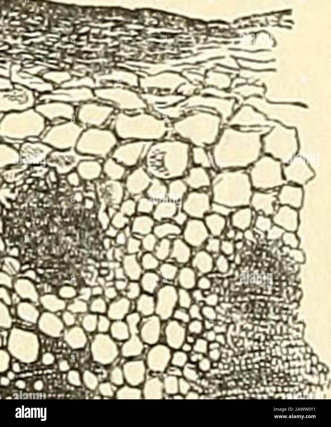 Das Mikroskop und seine Enthüllungen. Ibro-vascularbündel, wie im Diagramm dargestellt, S. 431, die zwischen dem dezentrischen (oder medullären) und dem peripheren (oder kortikalen) Portionsder zellulären Matrix interposiert sind; diese Fibro - Vascularbündel sind sie - selbst getrennt durch Randplatten von Zellfrogewebe, die immer noch die zentrale Matrix und die zentralen Anteile der Matrix miteinander verbinden. Dieser erste Schritt bei der Entstehung der Exo-Genen-Achse, in der ihre Prinzipalteile - der Hieb, das Holz, die Rinde, die undmedullären Strahlen - ausgezeichnet sind, wird sogar an den Stielen herba-keißiger Pflanzen gesehen, die dazu bestimmt sind Stockfoto