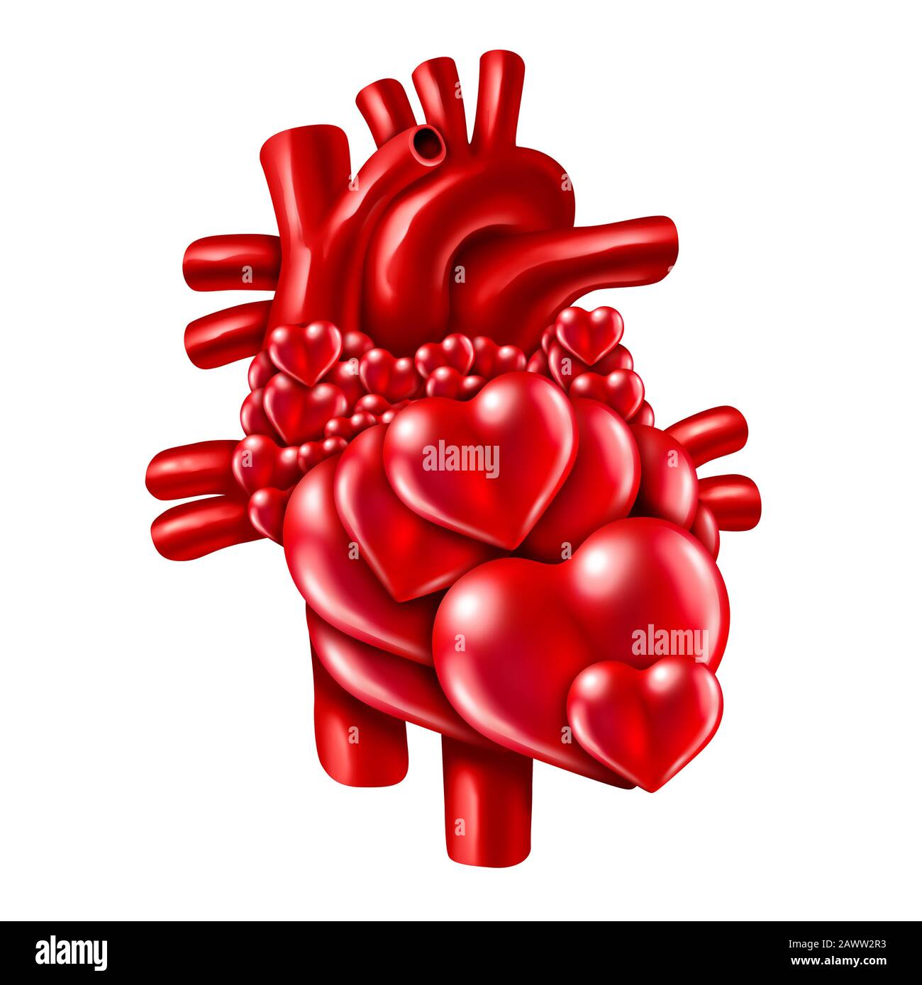Liebe und das menschliche Herz als Anatomie isoliert auf weißem Hintergrund als körperlicher und emotionaler valentine lieben Psychologie und medizinische Gesundheitspflege. Stockfoto