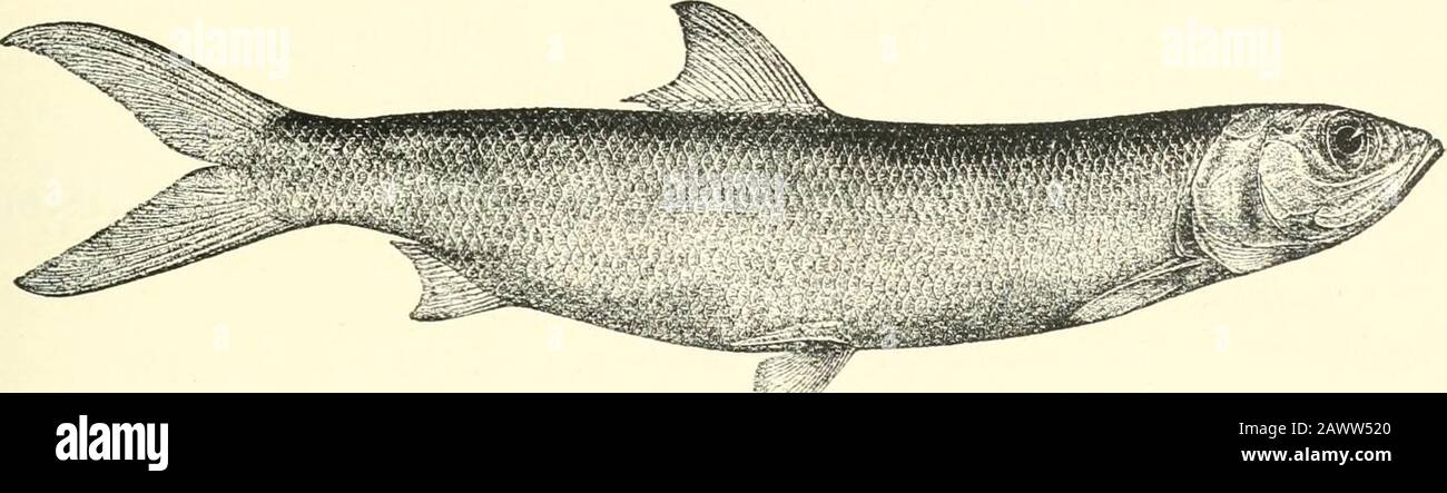 Katalog der Süßwasserfische Afrikas im britischen Museum (Naturgeschichte) .. . J. Kirk (P.). B. Stftd. Capo von Gut IIo{C. Sir A. Smith (P.;. 2. ELOPS LAC^ERTA.CUV. & Val. Hist. Poiss. XIX. S. 801, pi. Cccccclxxv. (1S4()); Stoind. Sitzh. Ak. AVIEN, Ixi. I. 1IS70, S. ul; Bouleng. Poiss. Bass. Congo, S. 47 (1901).Eloiys conyiats, Pullcng. Ann. Me. Congo, Zool. I. J". 21, pi. X. Abb. 1 (1808). Tiefe des Körpers 4^- bis 5^-mal in Gesamtlänge, Länge des Kopfes 4- bis 4-mal. Auge 4-mal in Kopflänge, so lang wie Schnauze, ein wenig morethan interorbitale Breite; Unterkiefer ragt darüber hinaus Stockfoto
