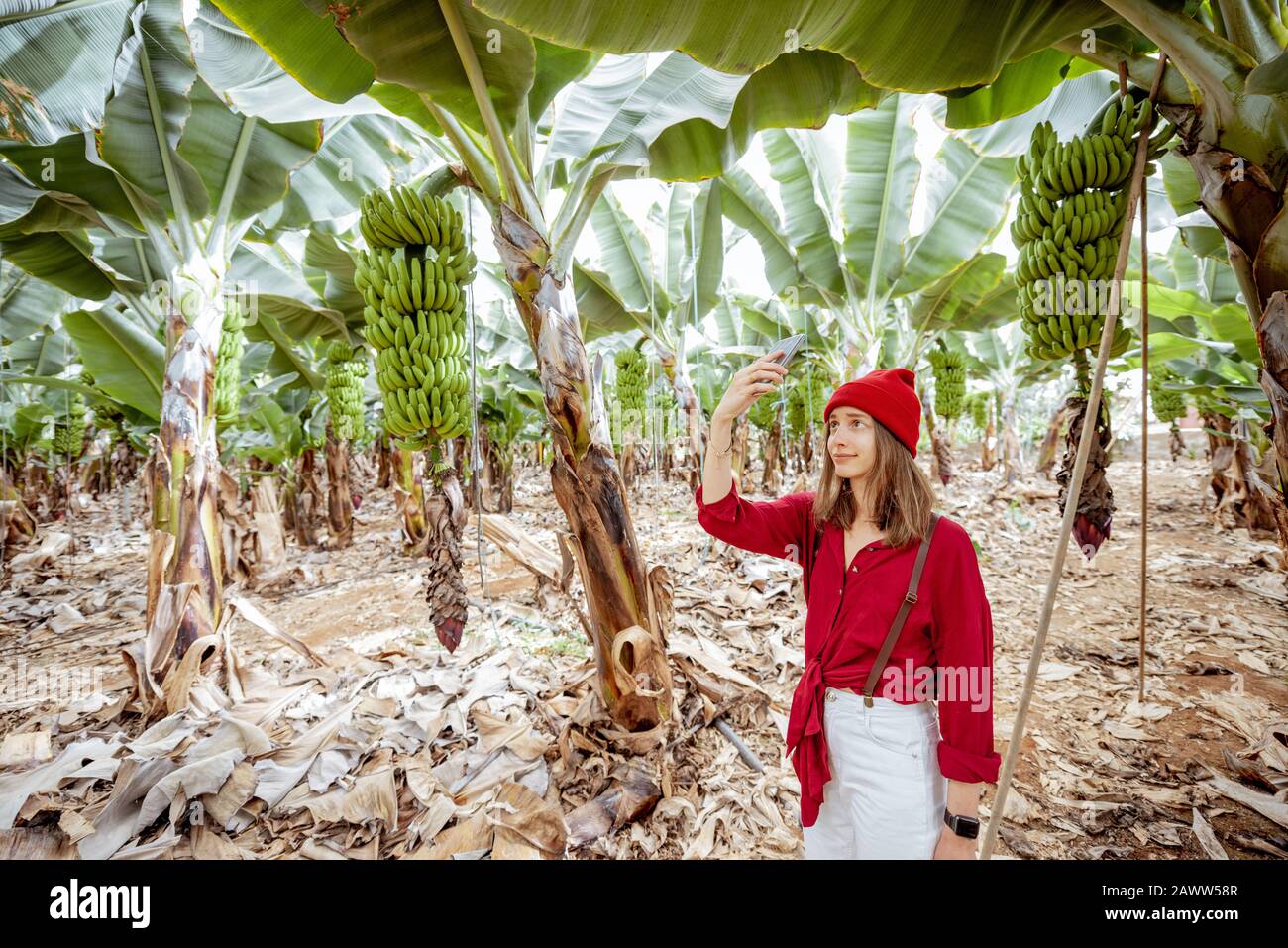 Frau als Touristin, die in Rot gekleidet ist und Bananenplantage erkundet, fotografiert auf Telefon reife Bananenzweige. Konzept eines grünen Tourismus und exotische Früchte produzieren Stockfoto