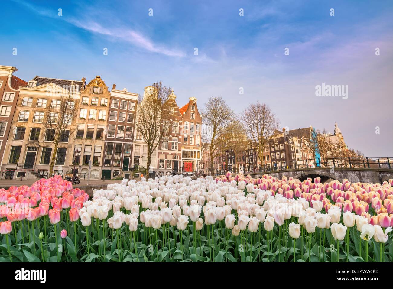 Amsterdam Niederlande, Skyline der Stadt am Ufer des Kanals und Brücke mit Tulpenblüte im Frühling Stockfoto