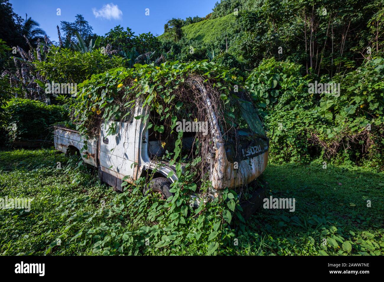 Pflanzen überwachsen ein Autowrack, Tahiti, Französisch-Polynesien Stockfoto
