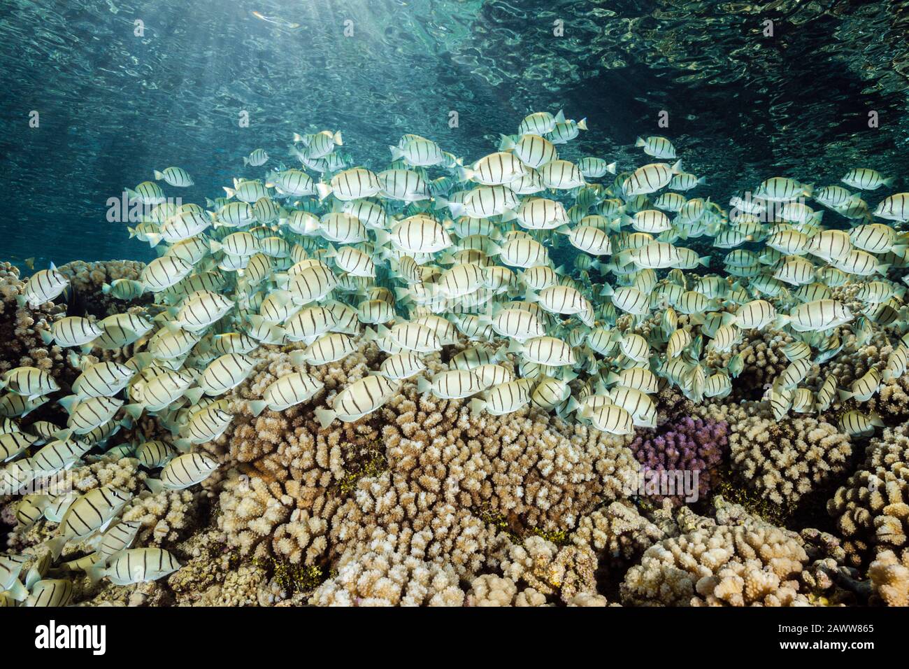 Shoal of Convict Surgeonfishes over Coral Reef, Acanthurus triostegus, Fakarava, Tuamotu Archipel, Französisch-Polynesien Stockfoto