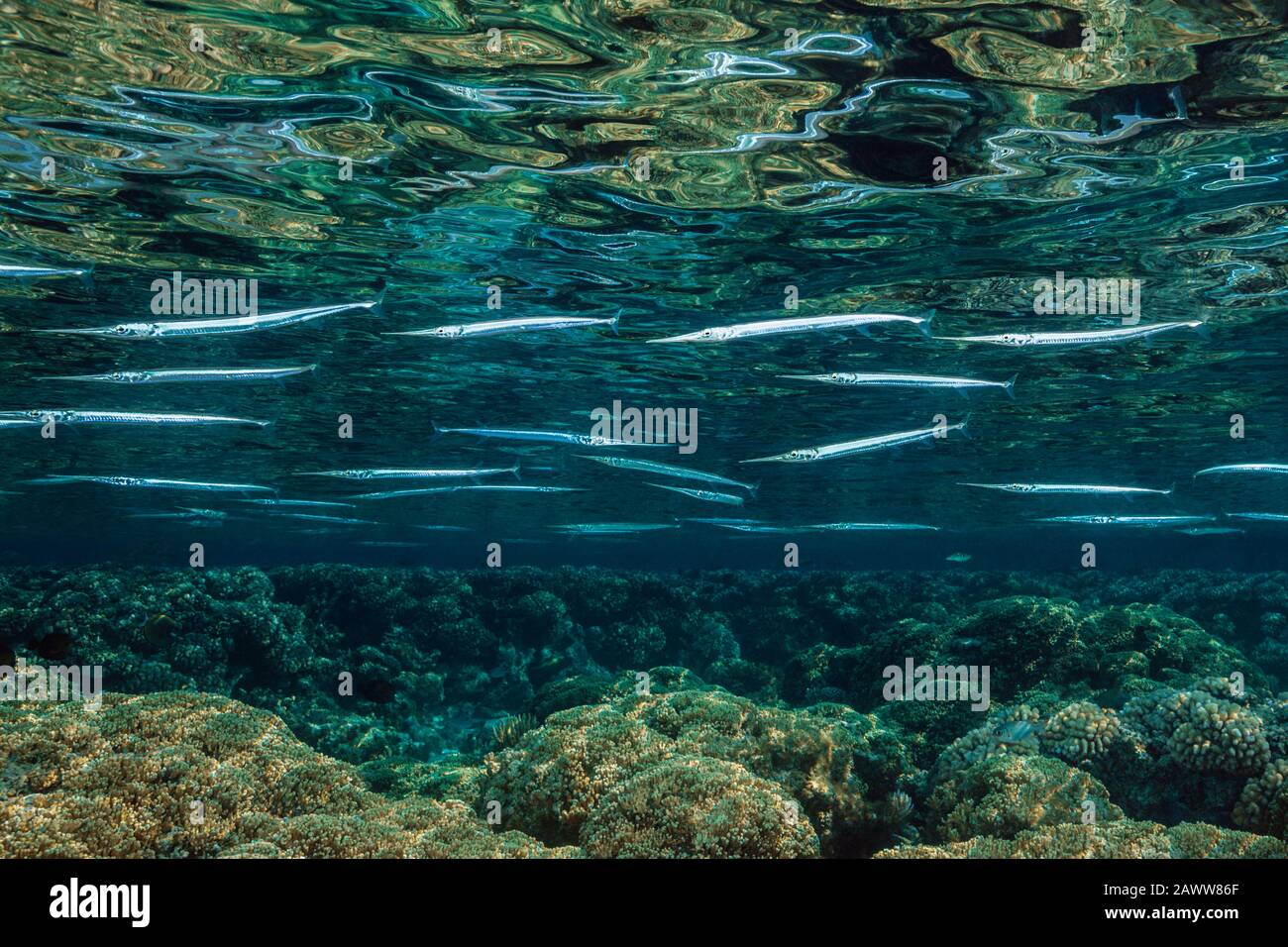 Shoal of Needlefishes on Reef Top, Strongylura incisa, Fakarava, Tuamotu Archipel, Französisch-Polynesien Stockfoto