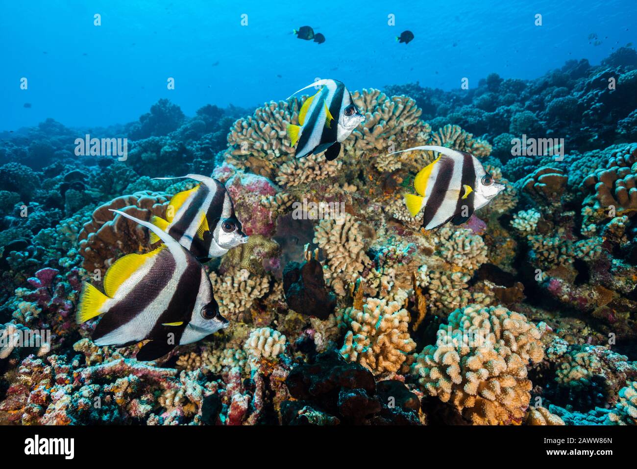 Longfin Bannerfische im Coral Reef, Heniochus acuminatus, Fakarava, Tuamotu Archipel, Französisch-Polynesien Stockfoto