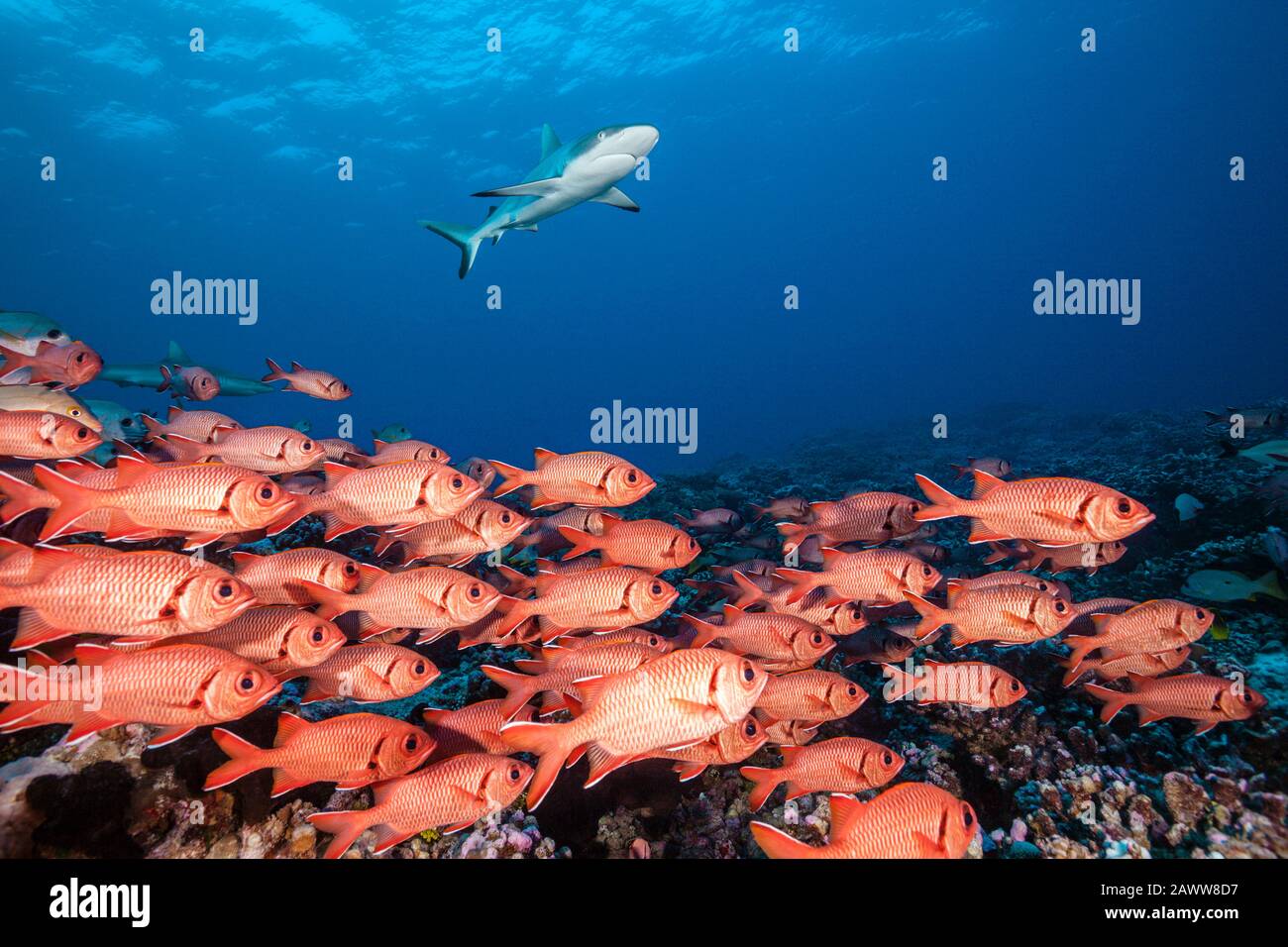 Shoal of Blotcheye Soldierfish, Myriprisis berndti, Fakarava, Tuamotu Archipel, Französisch-Polynesien Stockfoto
