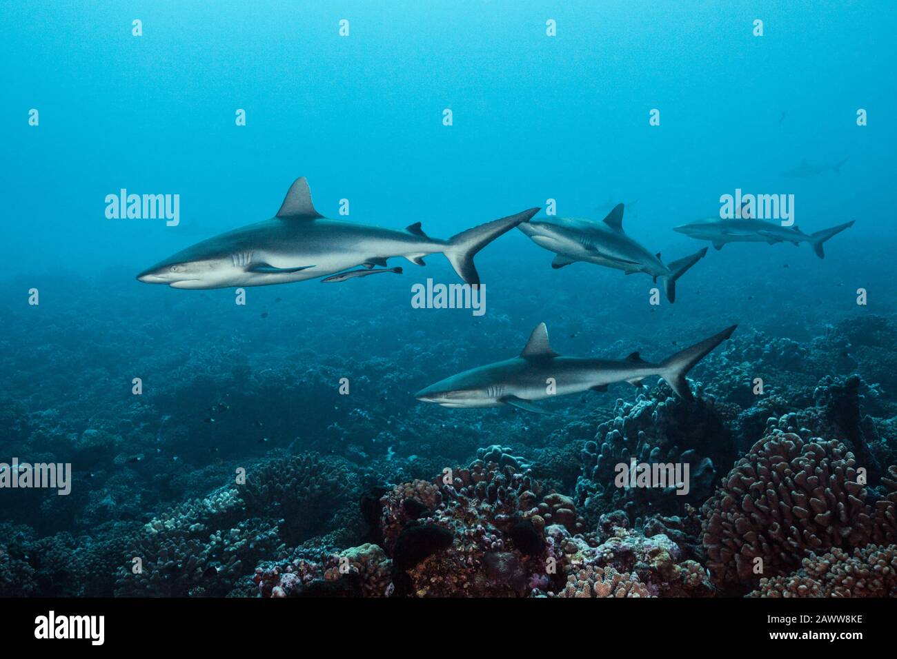 Grauer Riff Shark, Carcharhinus amblyrhynchos, Apataki, Tuamotu Archipel, Französisch-Polynesien Stockfoto