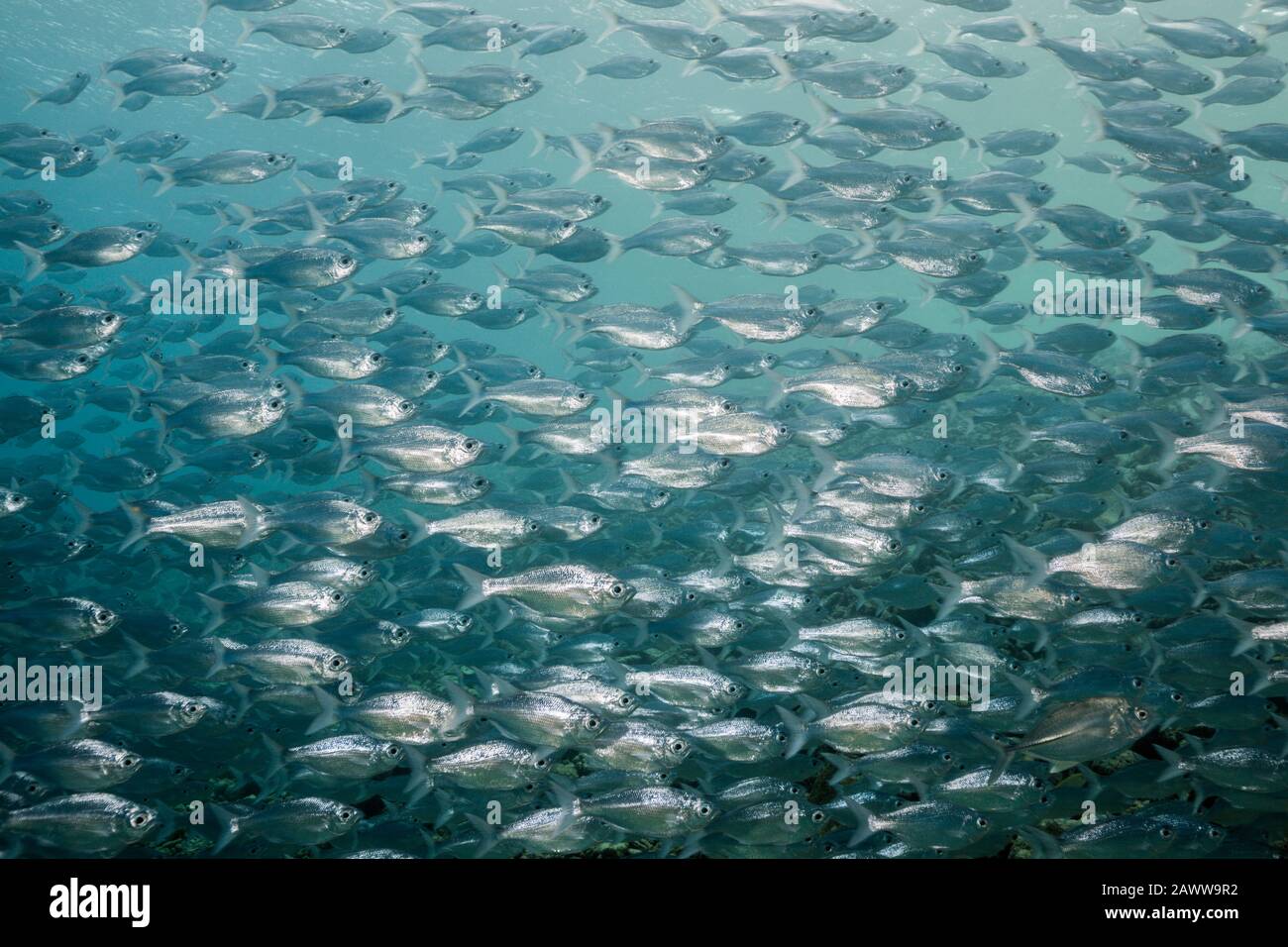 Shoal of Flagtails, Kuhlia sandvicensis, Ahe, Tuamotu Archipel, Französisch-Polynesien Stockfoto