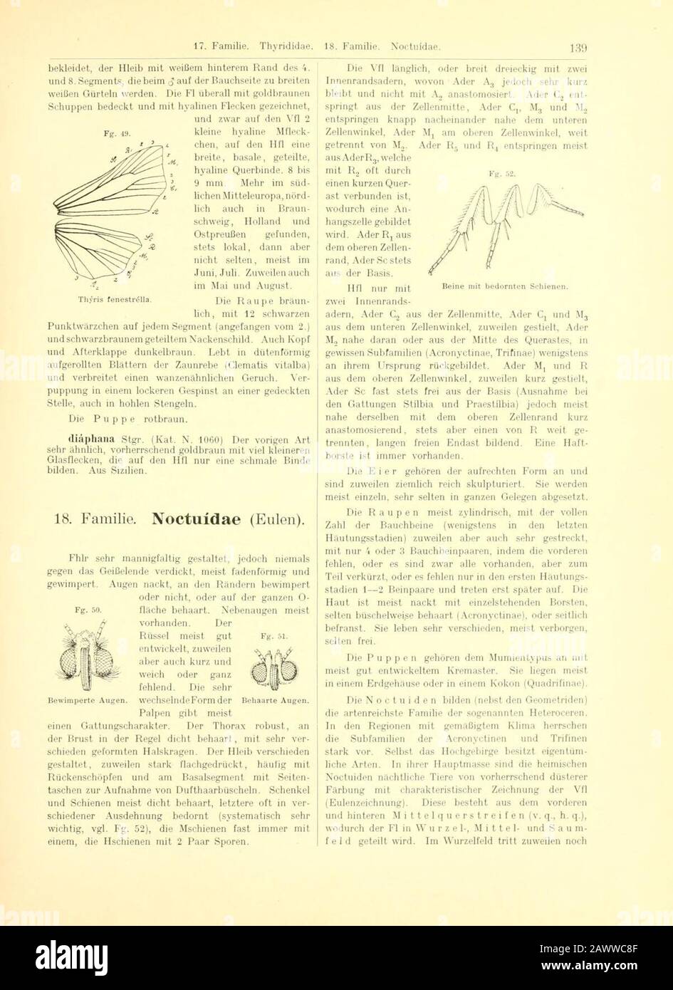 Fr. Berge's Schmetterlingsbuch nach dem gegärtigen Stand der Lepidopterologie neu bearb. Und hrsg. Von Professor Dr. H. Rebel (Seite 139, Fg. 49-52) Stockfoto