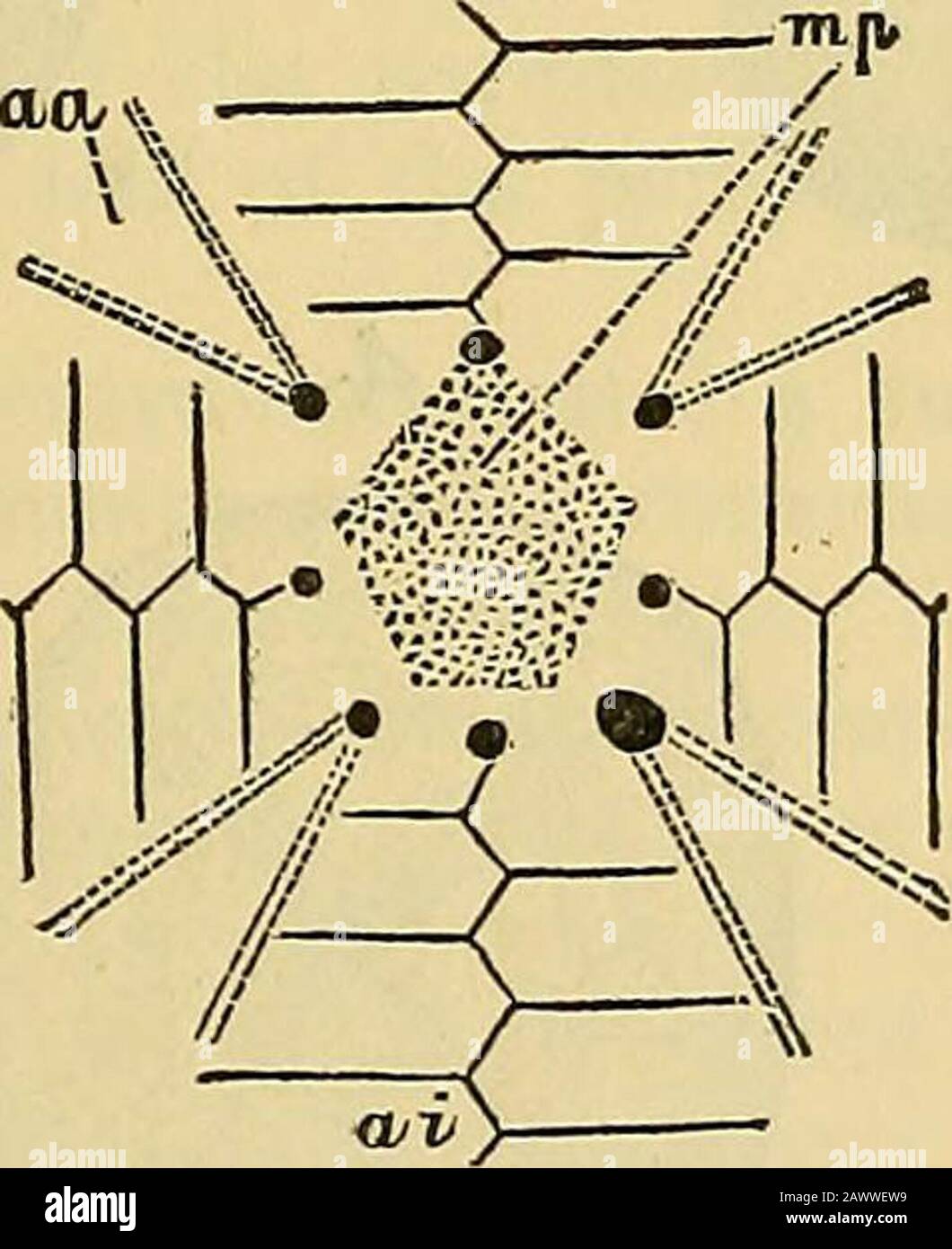 Geologische Zeitschrift . Tundus bisher beschrieben worden. Meyer stellt auch ein Exemplar von Cidaris coronata dar und beschreibt^es, in dem ein kompletter ambulanter und interambulanter Bereich erwünscht ist; aber die apikale Scheibe ist nicht erhalten, und ich kann nicht herausfinden, welche der gepaarten oder unpaarten Bereiche nicht entwickelt wurden. Prof. Jeffrey Bell beschrieb und stellte^ im Jahr 1881 ein Auffälligkeiten des Amblypneustes formosus dar, bei dem das Abaktinale eine tetramöse Anordnung von Teilen überflutet, aber Hinweise auf Pentamerismus auf der actinalen Iegion zeigen. Die apikale Scheibe Stockfoto