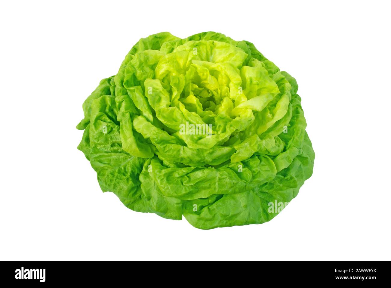 Trocadero Salatkopf isoliert auf weiß. Butterhead-Sorte. Grünes Blattgemüse. Stockfoto