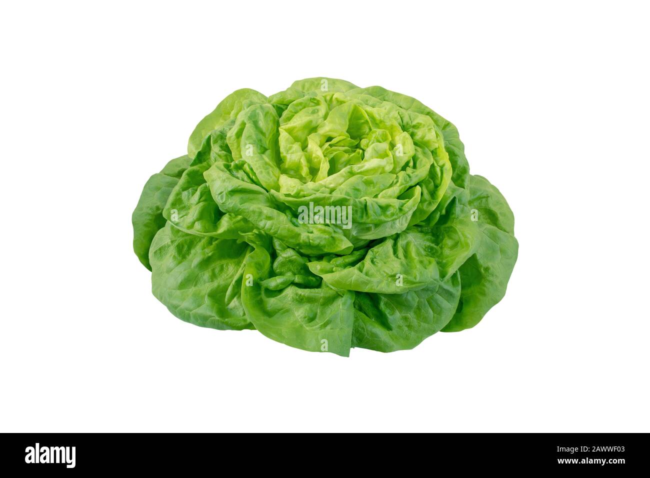 Butterhead Salatkopf isoliert auf weiß. Trocadero Cultivar. Grünes Blattgemüse. Stockfoto