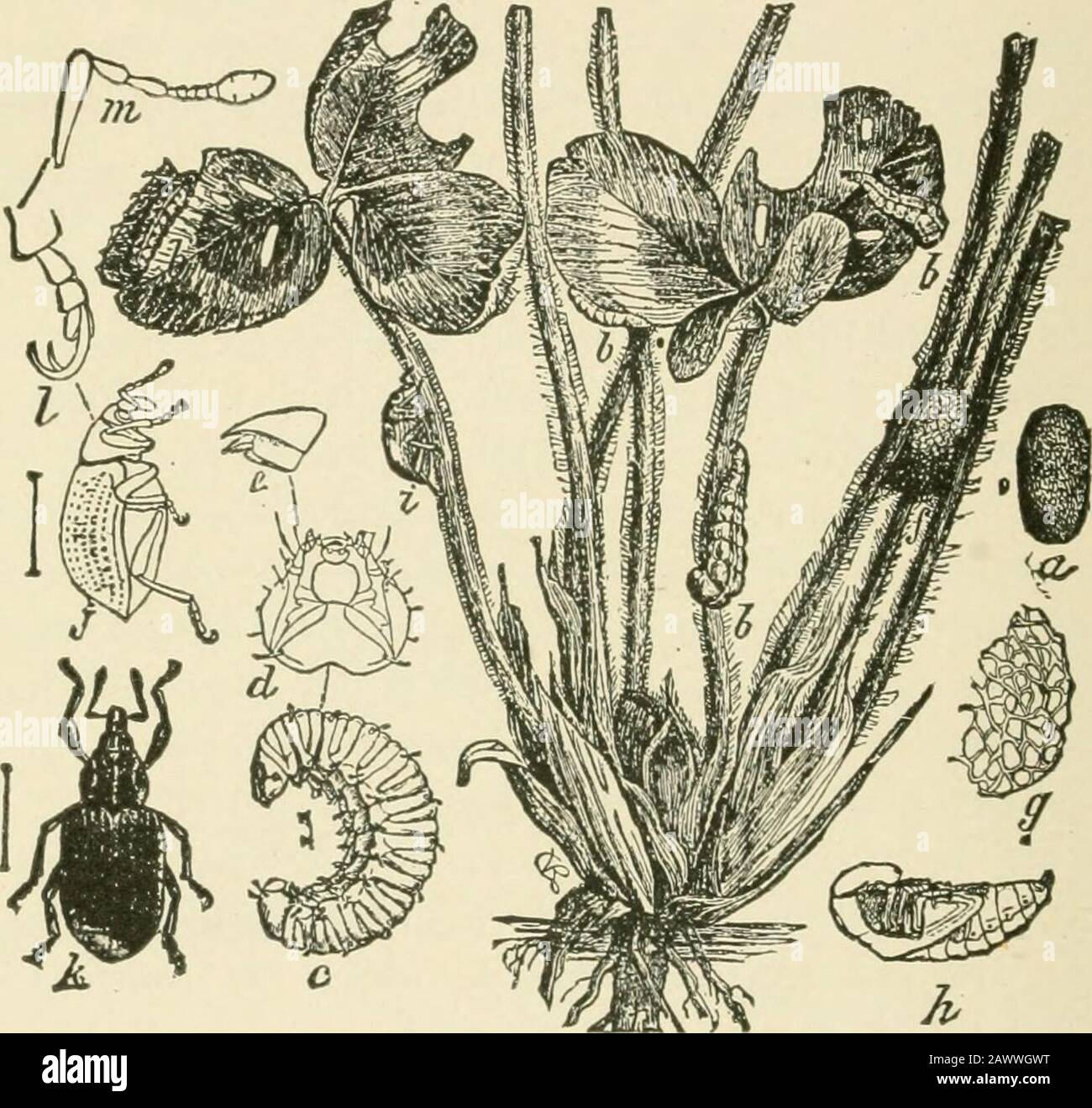 Insektenschädlinge von Hof, Garten und Obstgarten . -sind hell gelbgrün, werden beim wachsen tiefer grün, der Kopf ist braun, und in der Mitte des Rückens verläuft ein weißer oder blassgelber Streifen, der mit rötlichem Rand umrandet ist. Thelarva; werden Sie teilweise gewachsen, bevor der Winter sich einstellt, wenn das theyhibernate im Müll oder knapp unter dem Boden bis zum Frühling, wenn sie sich weiterhin vom Laub ernähren und ausgewachsen werden* Phytonomus jninctatus Fab. Familie Curculionida. 204 INSEKTENSCHÄDLINGE VON HOF, GARTEN UND OBSTGARTEN im Mai und Anfang Juni. Sie ernähren sich meist nachts und machen sich kaum bemerkbar in Th(> Tag, wenn sie Stockfoto