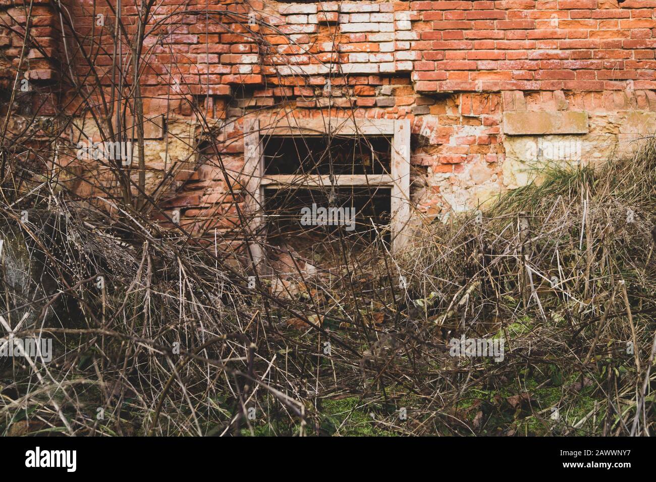 Zerstörte Mauer. Altes überwuchertes Fenster in Ziegelmauer aus ruiniertem Gebäude Stockfoto