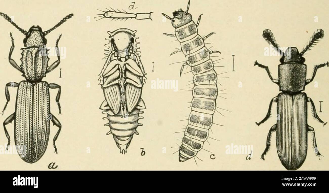 Insektenschädlinge von Hof, Garten und Obstgarten . Fici. 136.-Das Getreide weevil (Cdldndrii granuria):a, Käfer; b, Larve; c, Pupa, d, der Reis weevil(C. oryza): Käfer-alle vergrößert. (Nach Chit-tenden; U. S. Abt. AGR.) 188 INSEKTENSCHÄDLINGE DES Farim-, GARTEN- UND OBSTGARTENZYKLUS erfordern von sechs bis zehn Wochen, ])ut im Sommer ist es leclucedto etwa fünfundzwanzig Tage. So gibt es in einer Saison zwischen sechs und sechs Generationen, so TLH&gt; higitify.The Red or Square-necked Grain-Käfer* ist etwa (Jiesamesize als letzte Art, l)ut ist von einer rötlich-braunen Farbe, und thorax ist ahnost quadratisch, n Stockfoto