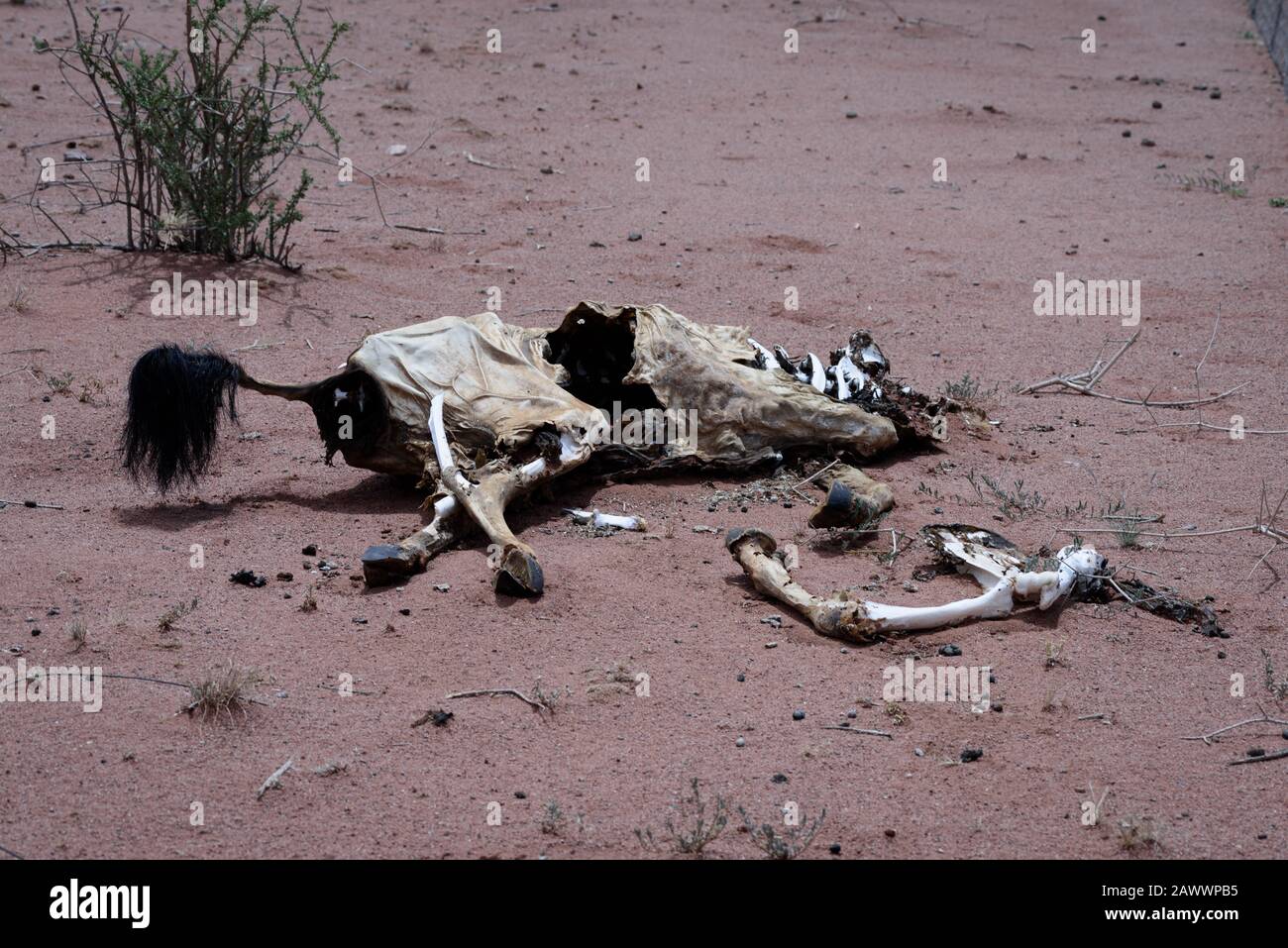 Tierwelt bleibt von einem Tier, das in Namibia Dürre erlag Stockfoto