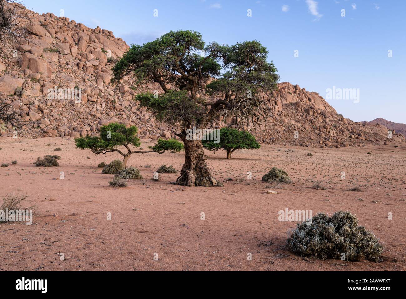 Akazienbäume in der Wüste von Namibia werden von einem Felsvorsprung im südlichen afrikanischen Land umrahmt Stockfoto