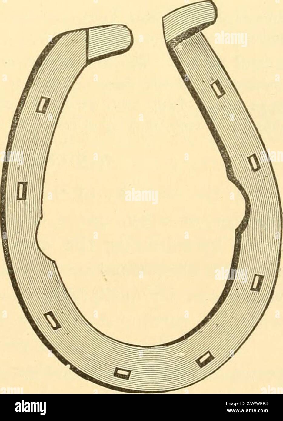 Magners ABC-Leitfaden für vernünftiges Hufeisen: Eine einfache und praktische Abhandlung über die Kunst des Schuhrens von Pferden. Zweitens verhindert der Schmerz die Verlängerung. Im Falle der Kolt muss das Schuhgehen durch gutes Fahren untermauert werden - das Tier sollte bis zum Magen gehalten und der Kopf gut aufgecheckt werden und sollte nicht durch Überfahren ermüdet werden. Wenn das Klicken von einem erkrankten Zustand des Fußes oder des Beins abhängt, ist die Entfernung der Ursache die Indikation. Als allgemeine Regeln für die Vermeidung von Klickeinschlag sollte die Zehe des vorderen Hufes alles, was er tragen wird, umgeudet werden; der Schuh sollte sein Stockfoto