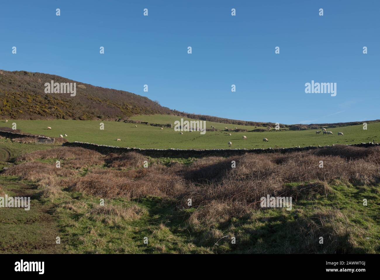 Schafe Weideten in einem Feld an einem sonnigen Wintertag auf dem South West Coast Path Zwischen Boscastle und Tintagel im ländlichen Cornwall, England, Großbritannien Stockfoto