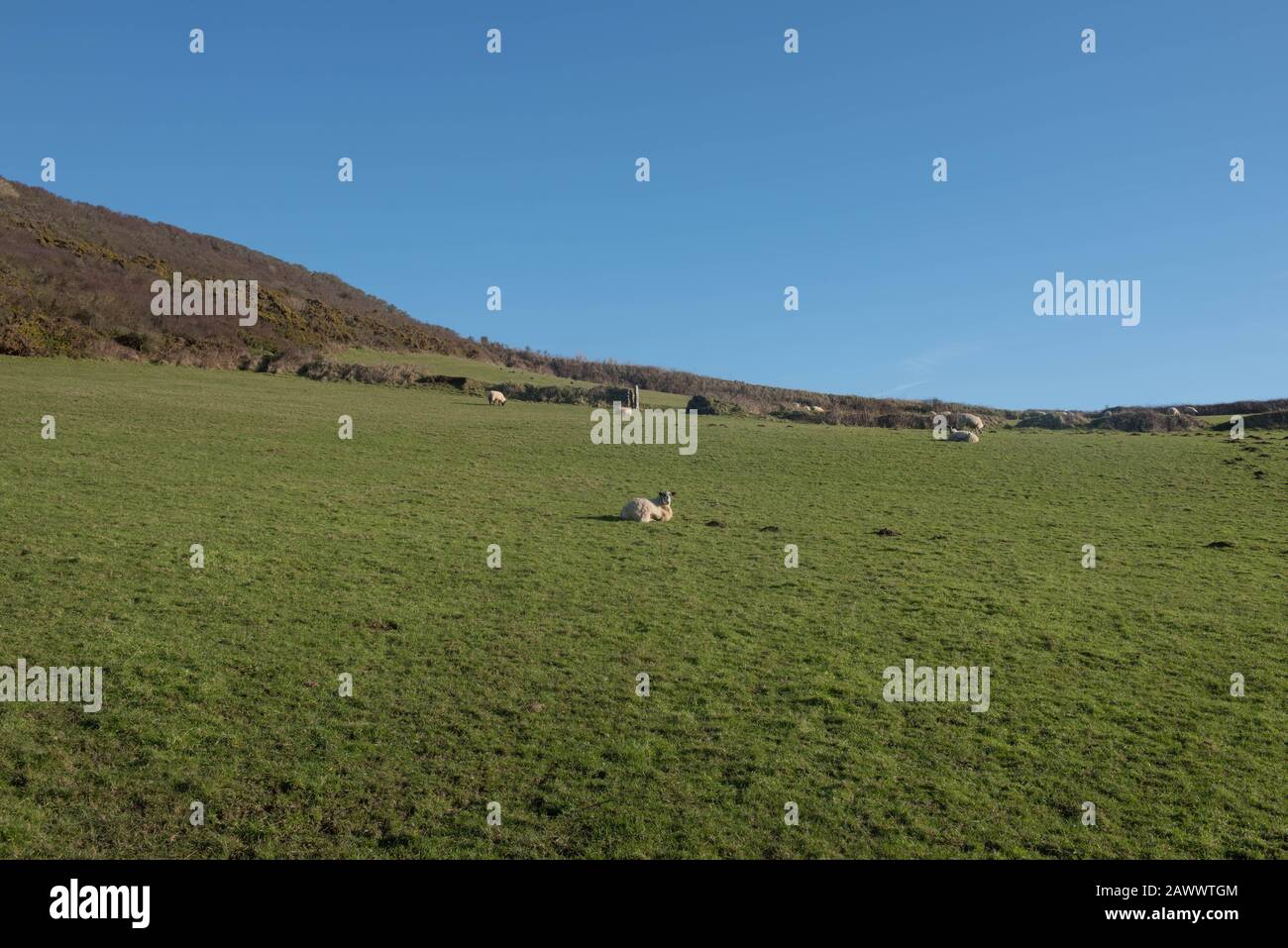 Schafe Weideten in einem Feld an einem sonnigen Wintertag auf dem South West Coast Path Zwischen Boscastle und Tintagel im ländlichen Cornwall, England, Großbritannien Stockfoto