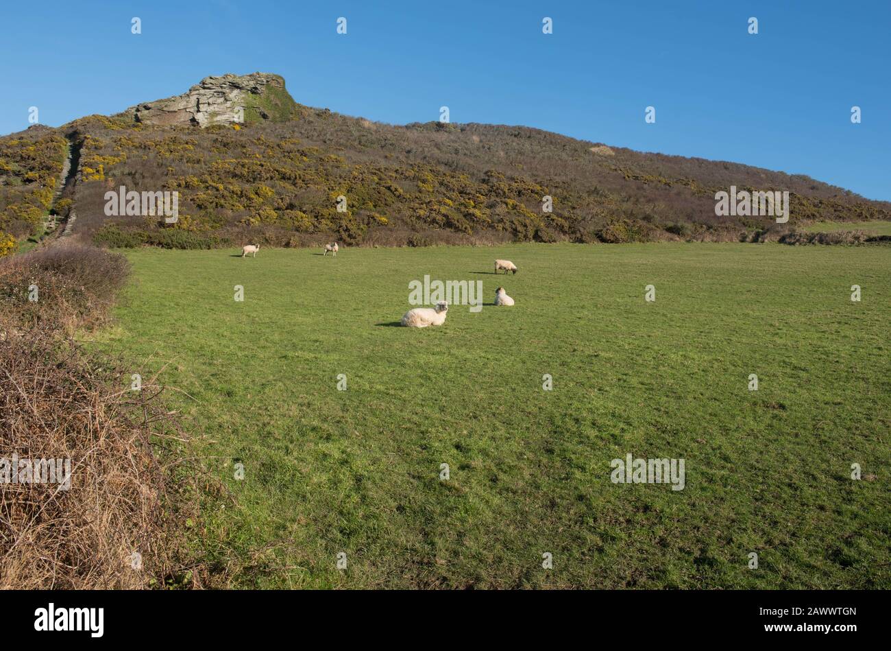 Schafe Weideten in einem Feld an einem sonnigen Wintertag auf dem South West Coast Path Zwischen Boscastle und Tintagel im ländlichen Cornwall, England, Großbritannien Stockfoto