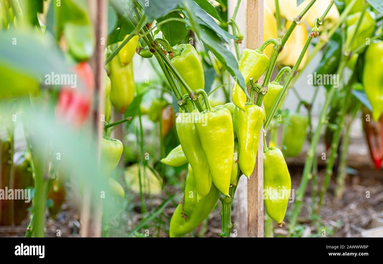 Süßer Pfeffer im Gewächshaus wachsen. Grüne und gelbe Paprika an den Zweigen schließen sich an. Landwirtschaft, ökologischer Landbau. Nahaufnahme. Stockfoto