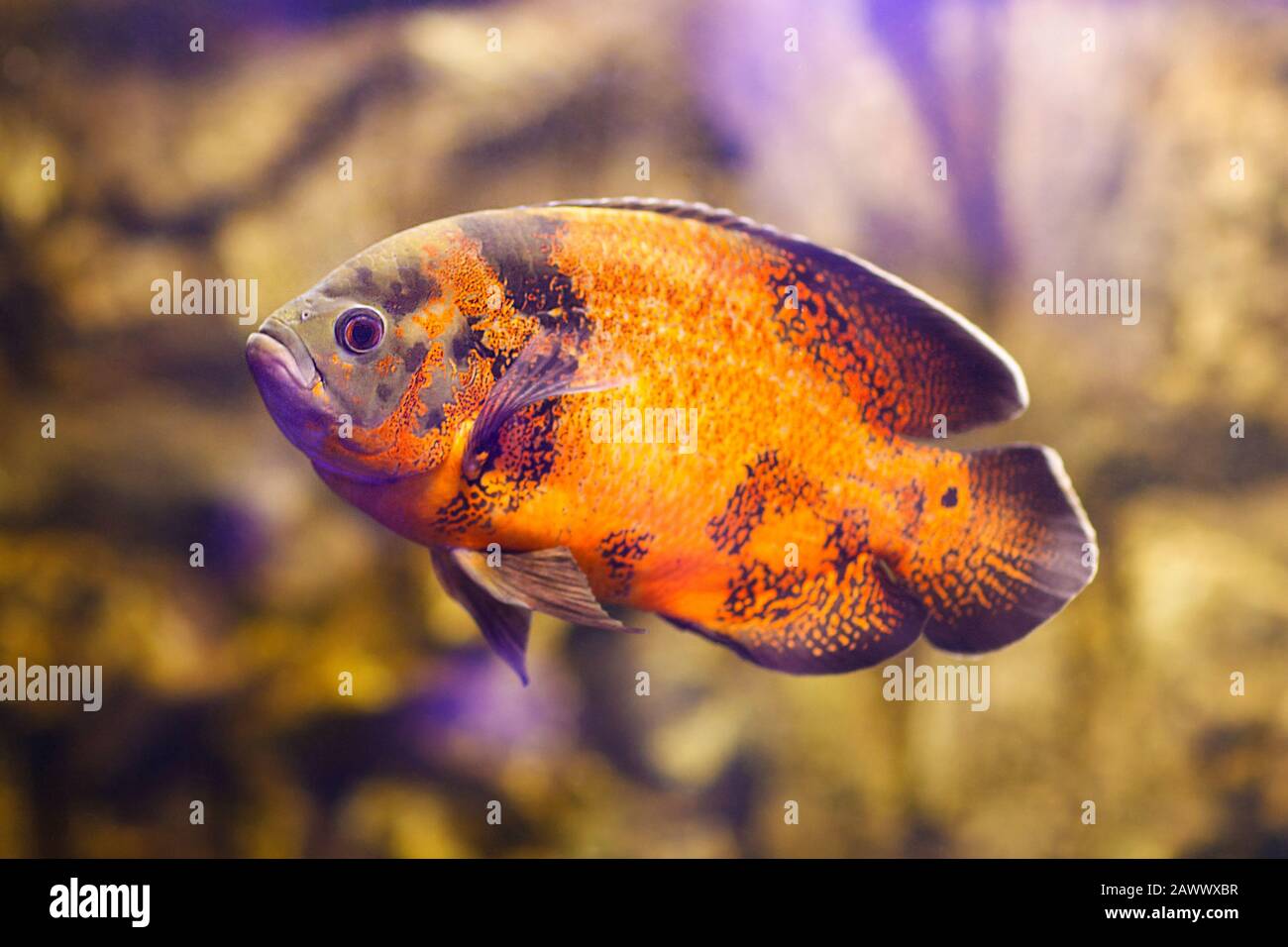 Astronotus ocellatus Tiger, großer Süßwasserfisch, südamerikanischer Buntbarsch Stockfoto