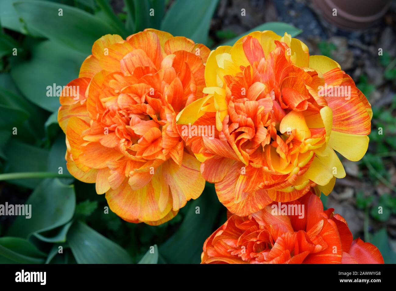 Tulpen oder Tulipa. Doppelt Früh. Nahaufnahme von zwei orangen und gelb gestelppten Blumen von der Oberseite. Stockfoto