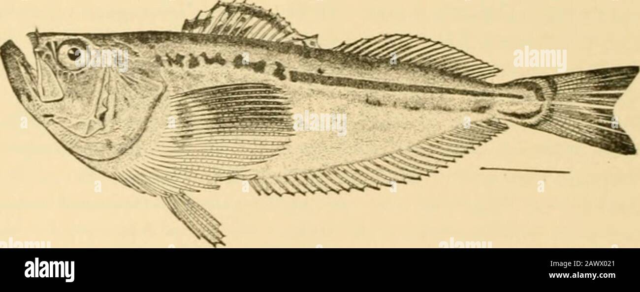 Fische. Abb. 470-Cirrhilus rivulalus Valenciennen. Mazatlan. Die Sandfische: Trichodontidae.-In der Nachbarschaft des Latrididcr legt Dr. Boulenger die Trichodontida: Oder Sandfische, kleine, schuppenlose, silbrige Fische des nördlichen Pazifiks. Diese. Abb. 471.-Sandfisch, Trichodon trichodon (Tilesius). Shumagin-Inseln, Alaska. Sind im Körper sehr stark zusammengedrückt, mit sehr schrägen Mündern, A4thingierten Lippen und, wie es ihrem nördlichen Lebensraum entspricht, mit einer mucherhöhten Anzahl von Wirbeln. Sie begraben sich in Sandtmder der Brandung, und die beiden Arten, Trichodon trichodon andArctoscoptis japonicus, reichen Stockfoto