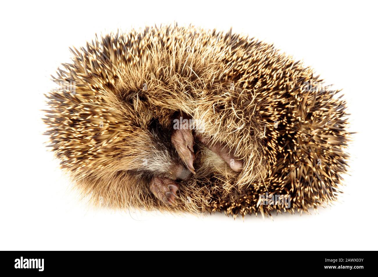 Der junge europäische Igel kräuselte sich in einem Schutzball Stockfoto