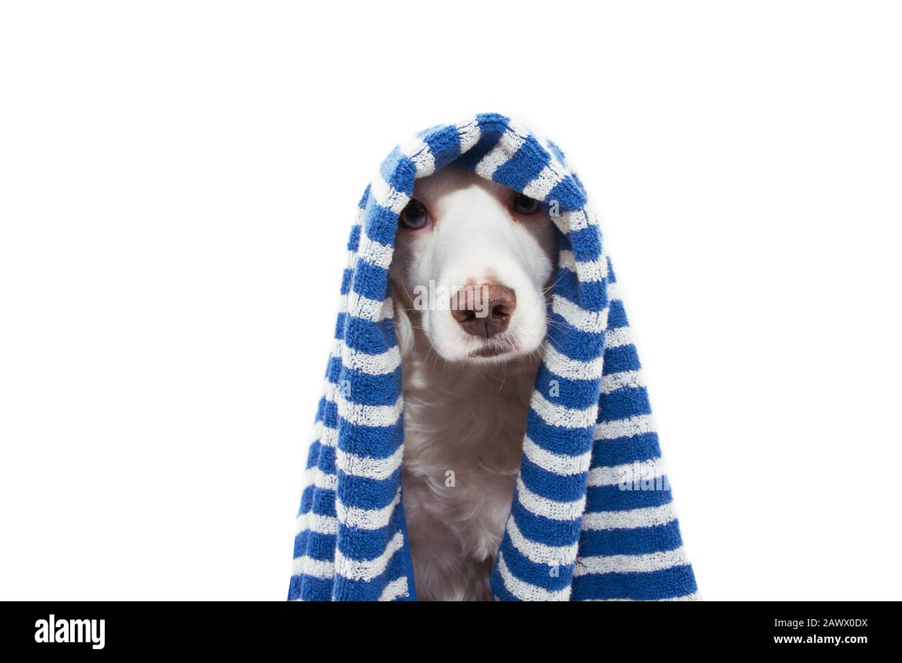 Portrait Beauty Hund mit einem blau gestreiften Handtuch verpackt, das zum Baden, Baden oder Duschen bereit ist. Isoliert auf weißem Hintergrund. Stockfoto