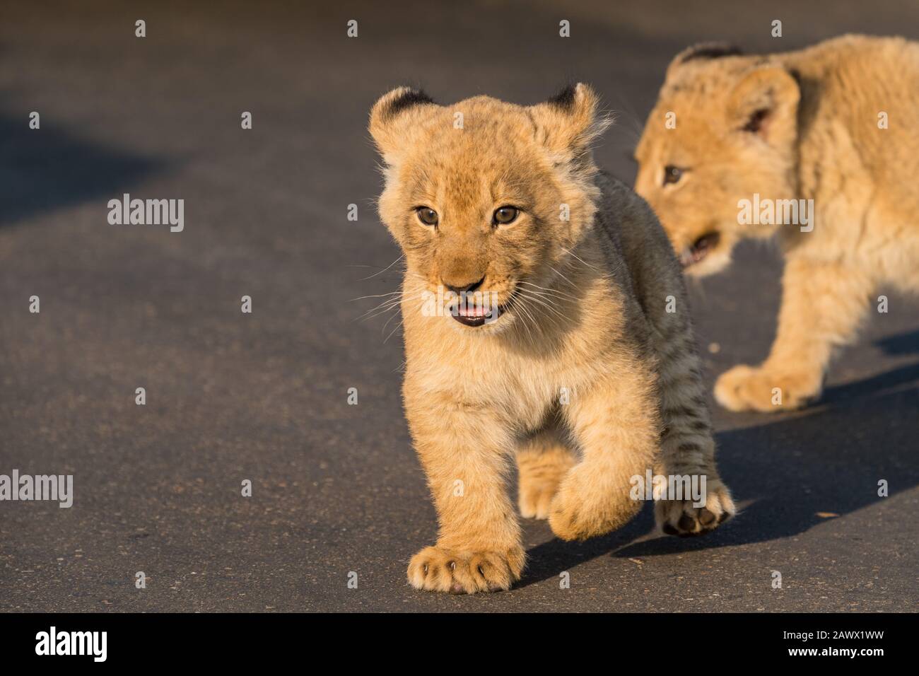 Zwei oder ein Paar süße adlige Babylionenkuppen schließen sich in der Straße im Kruger Nationalpark, Südafrika am frühen Morgen weiches Licht Stockfoto