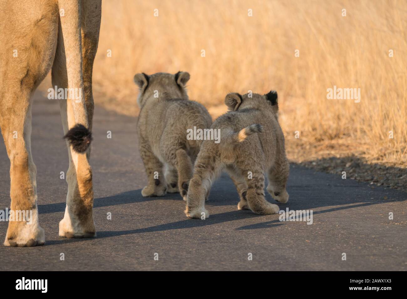 Löw und zwei kleine Löwenkuppen auf der Straße im Kruger Nationalpark, Südafrika am frühen Morgen weiches Licht Stockfoto