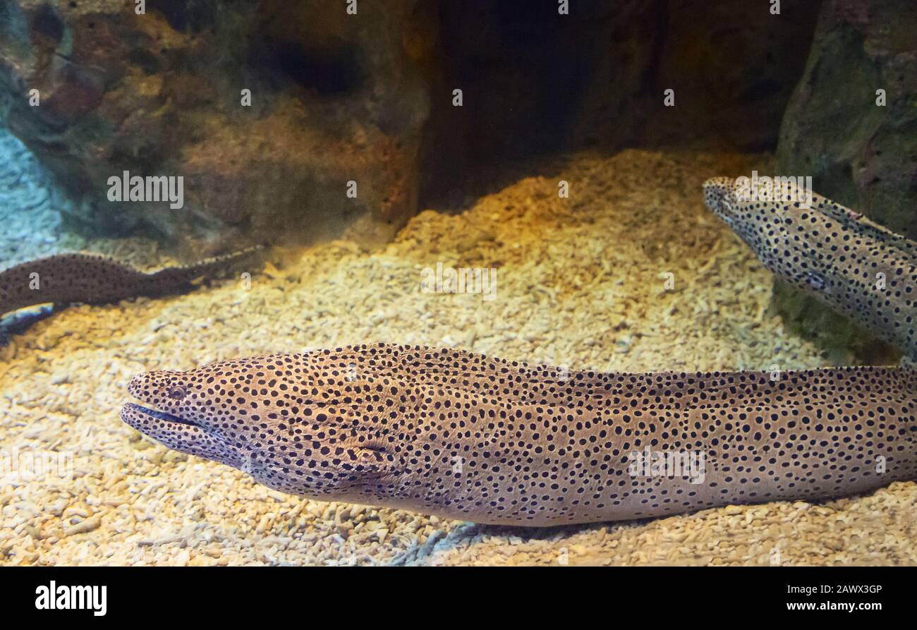 Salzwasser fische Muränen im Aquarium. Stockfoto