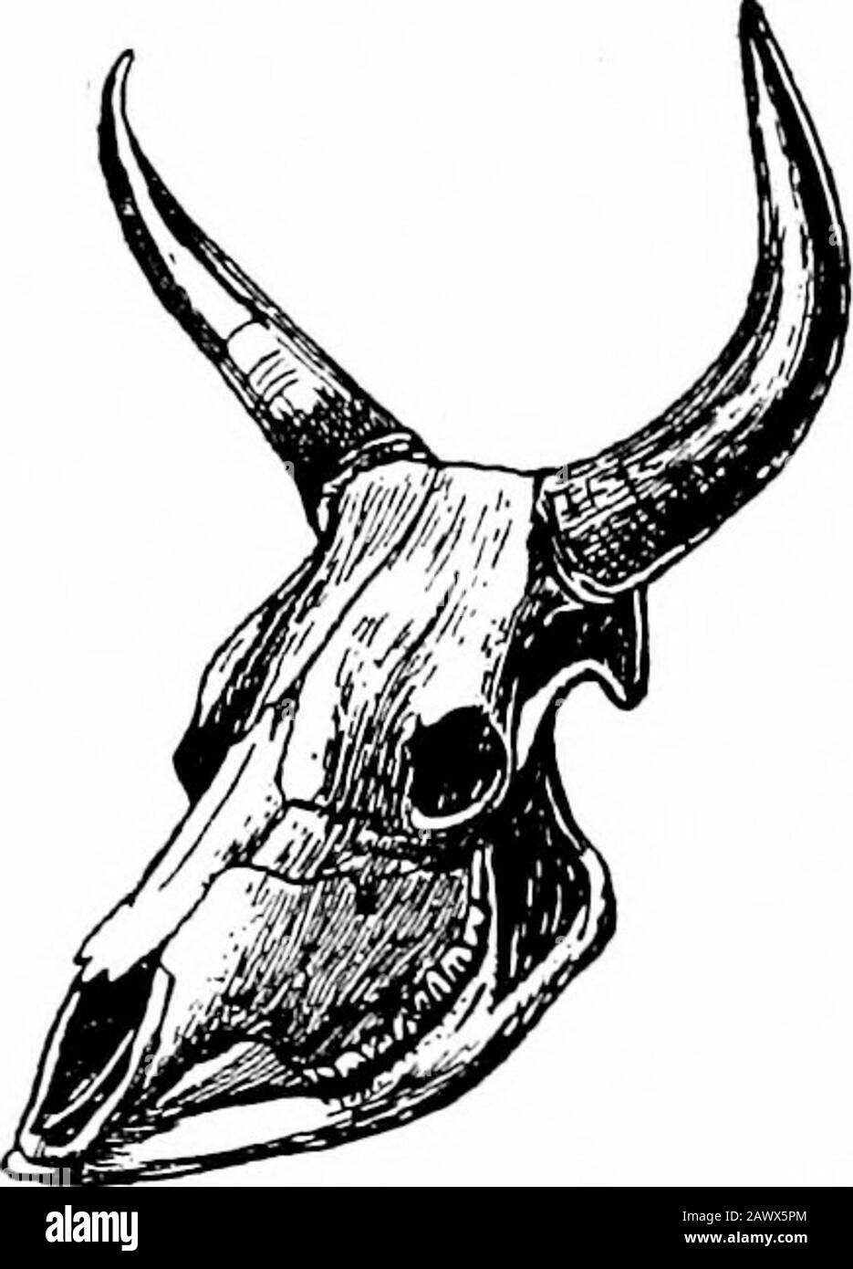 Die Entwicklung des britischen Viehs und die Mode der Rassen. OLD DERBYSHIRE BULL. ^Prom Youatt. 32 DIE ENTWICKLUNG DES MODERNEN britischen VIEHS Italien wird von McKennyHughes^ so zum Ausdruck gebracht: Wenn sich eine Auswahl der leichteren Farbstoff-Individuen des gemeinsamen Italyo-Entwurfs in einem Park in England herausstellte, dann könnte kein Anseher vermuten, dass sie nicht zu der weißen Rasse gehören. ... Ein Vergleich des Theskeletts des Chillingham-Bullen im BritishMuseum mit dem eines italienischen Bullen, der von präsentiert wurde. Stockfoto