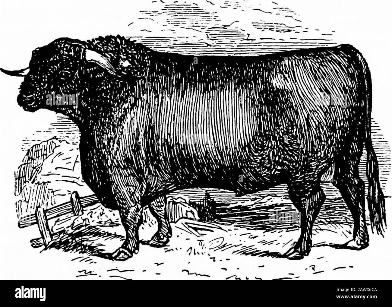 Die Entwicklung des britischen Viehs und die Mode der Rassen. ABERGAVENNY. [Von McKenny Hughes.. OLD DERBYSHIRE BULL. ^Prom Youatt. 32 DIE ENTWICKLUNG DES MODERNEN britischen VIEHS Italien wird von McKennyHughes^ so zum Ausdruck gebracht: Wenn sich eine Auswahl der leichteren Farbstoff-Individuen des gemeinsamen Italyo-Entwurfs in einem Park in England herausstellte, dann könnte kein Anseher vermuten, dass sie nicht zu der weißen Rasse gehören. ... Ein Vergleich des Theskeletts des Chillingham-Bullen im BritishMuseum mit dem eines italienischen Bullen, der von präsentiert wurde Stockfoto