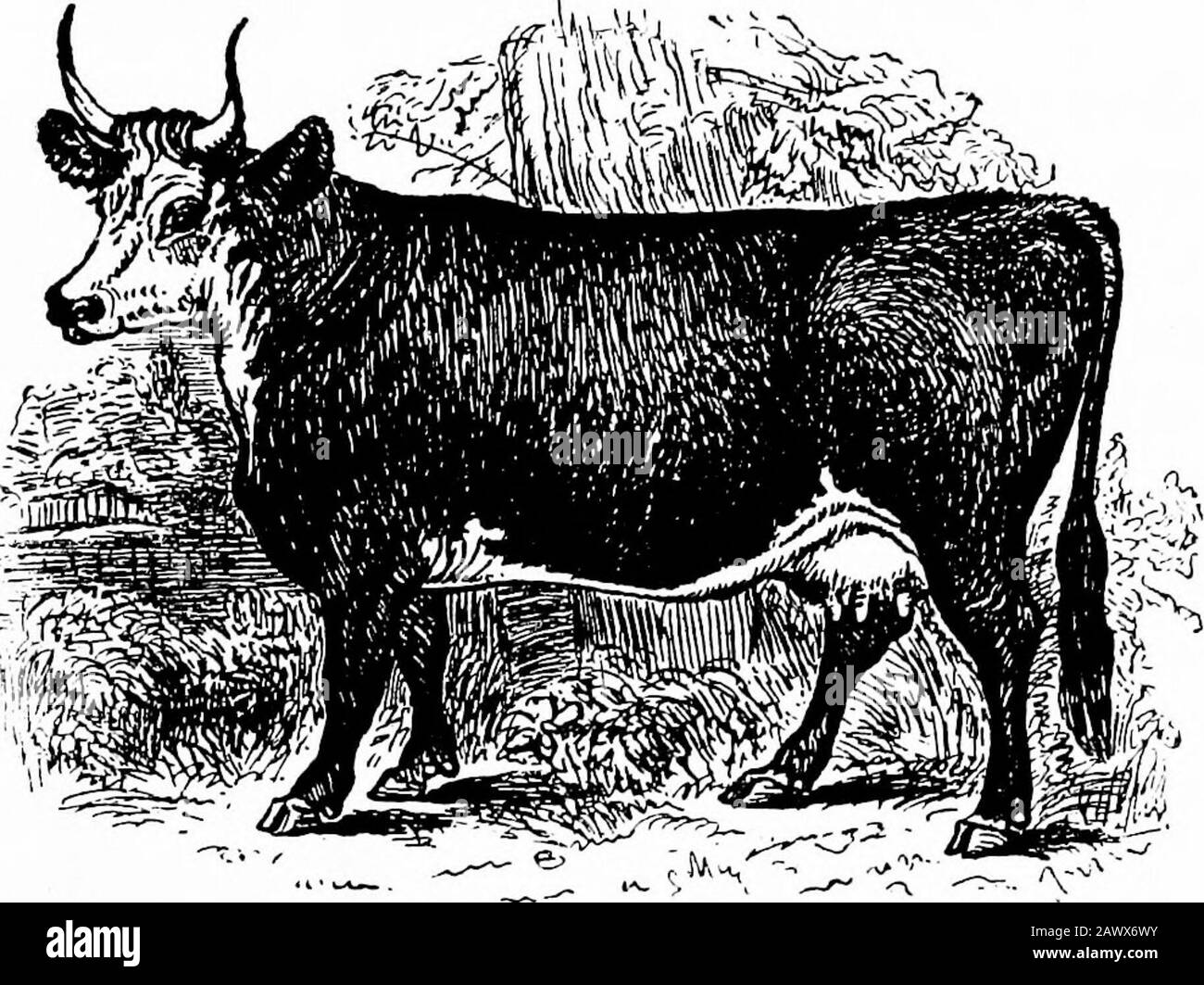 Die Entwicklung des britischen Viehs und die Mode der Rassen. H HH&lt;O o H z U z. ALTE GLAMORGAN-KUH. [Von Yauatt. Stockfoto
