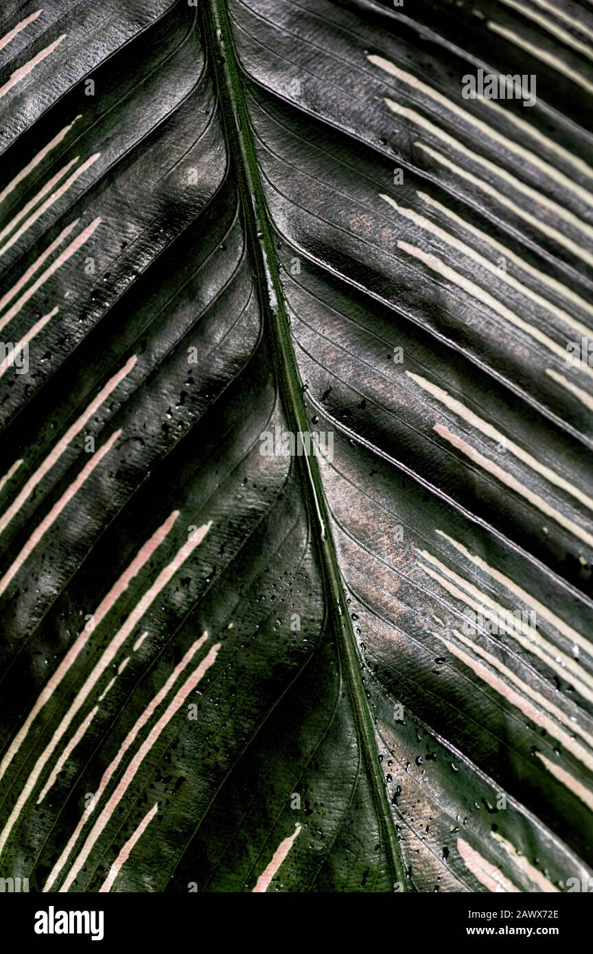 Tropische Blätter Nahaufnahme. Dunkler Blumenhintergrund. Calathea ornata, vertikaler Rahmen. Hintergrund der Natur Stockfoto