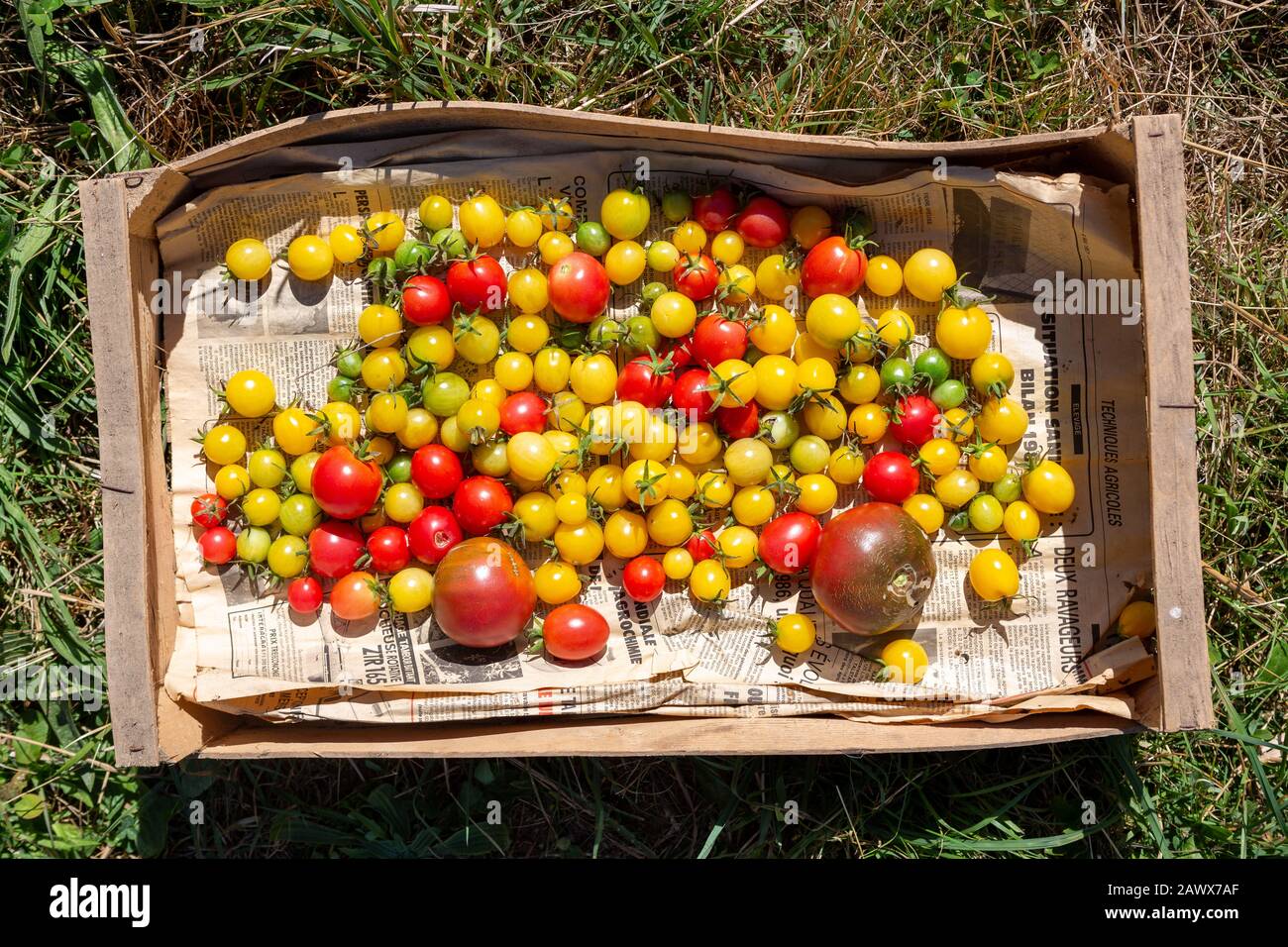 Eine Vielzahl verschiedener Tomaten erntete und sammelte sich in einem Holztablett, das von oben gesehen wurde. Stockfoto