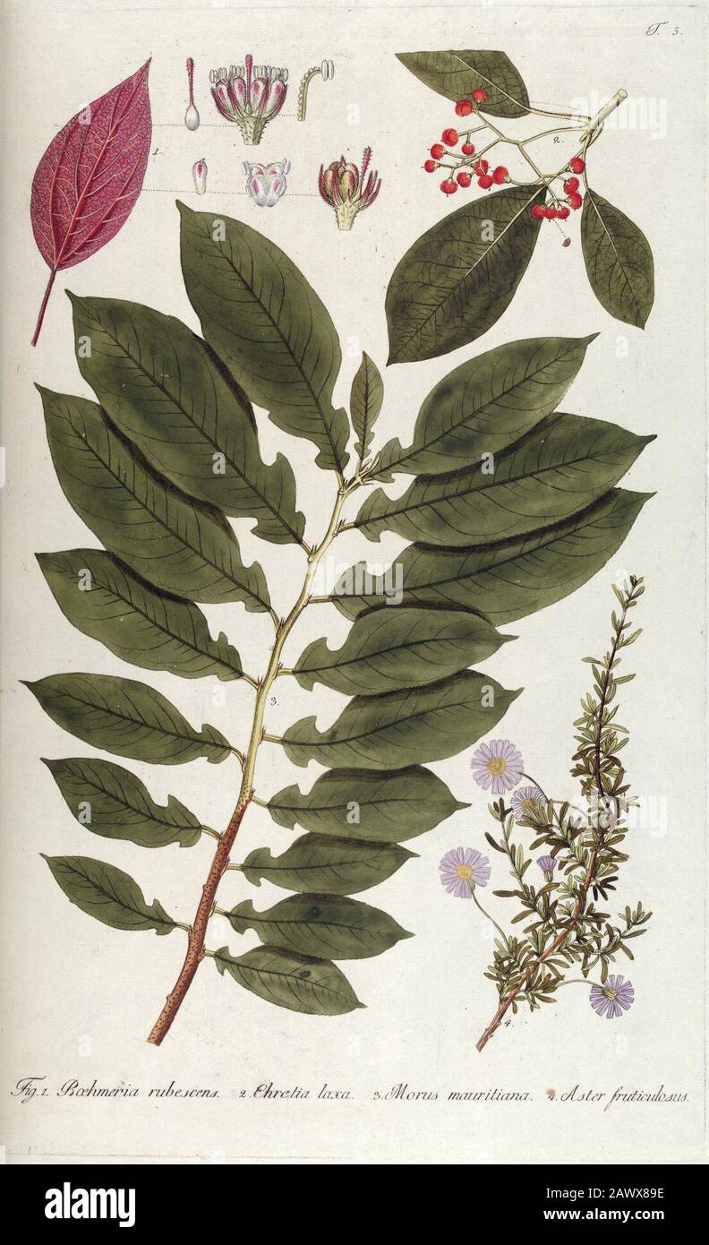 Fragmen Botanica, Figuris Coloratis Illustrata (T. 5) Stockfoto