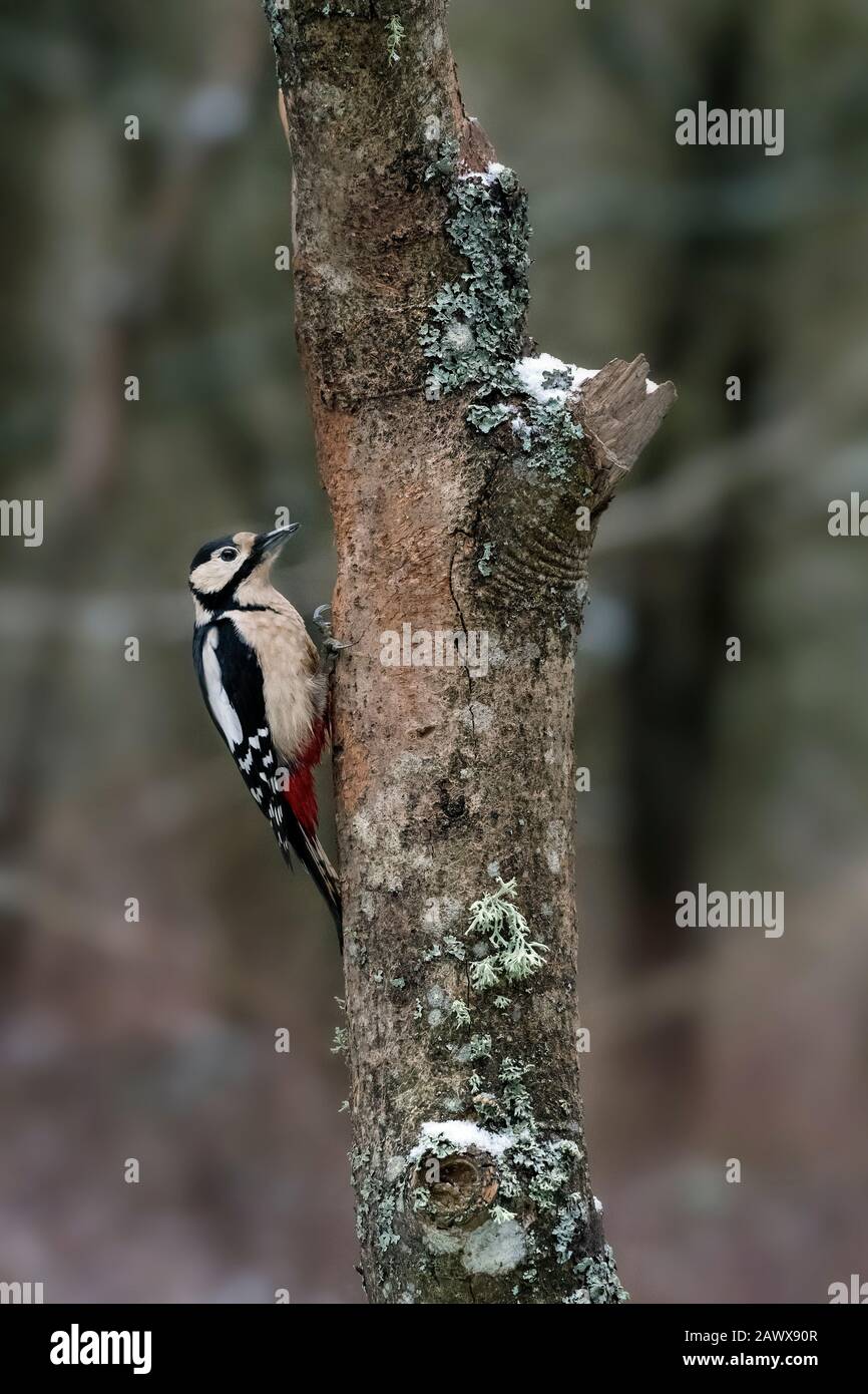 Mittlerer Spotted Woodpecker (Dendrocopos medius). Bialowieza, Polen Stockfoto