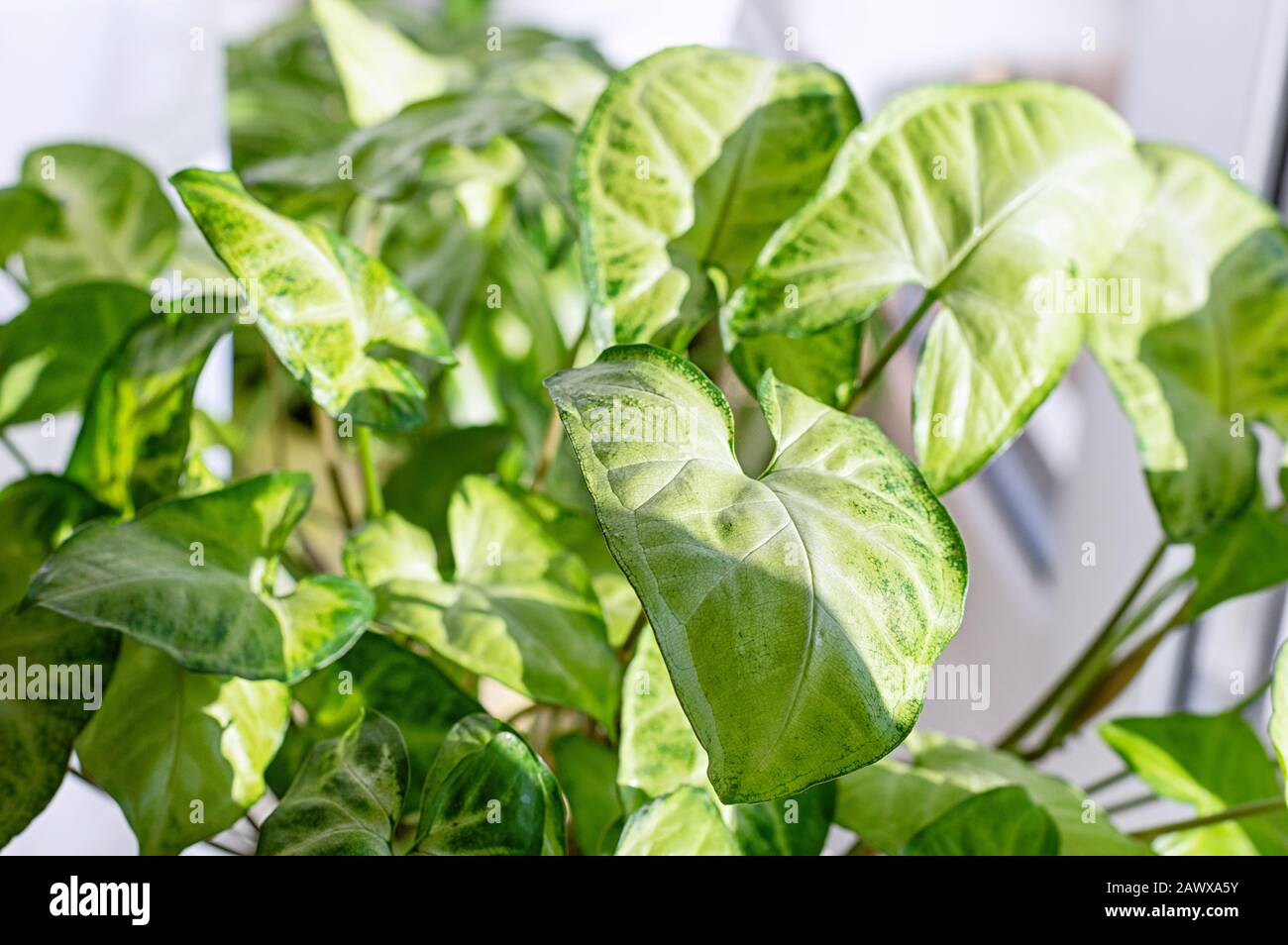 Grüne Blätter Syngonium podophyllum nah beieinander. Haus im Garten. Innenflorikultur. Nahaufnahme. Stockfoto