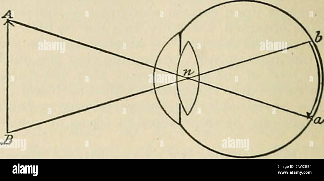 Ein Textbuch der Physiologie für Medizinstudenten und Ärzte . een 0,5 mm. Und 0,9 mm. Pro Sek. * Von Kries, Archiv f. Physiologie, 279; auch Abeles, ebd., 1892, 22.f Burton-Opitz, am. Journal of Physiology, Vols. 7 and 9, and PflugersArchiv, vols. 123 and 124, 1908. 470 KREISLAUF VON BLUT UND LYMPHE. Vierordt berichtet über interessante Berechnungen über die Geschwindigkeit des Blutes, in den Kapillaren seines eigenen Auges. Unter geeigneten Bedingungen können* Themovemente der Corpuskeln in der Netzhaut in Folge der Schatten, die sie auf die Stäbe und Kegel aufwirbeln, wahrgenommen werden. Der visuelle im Stockfoto