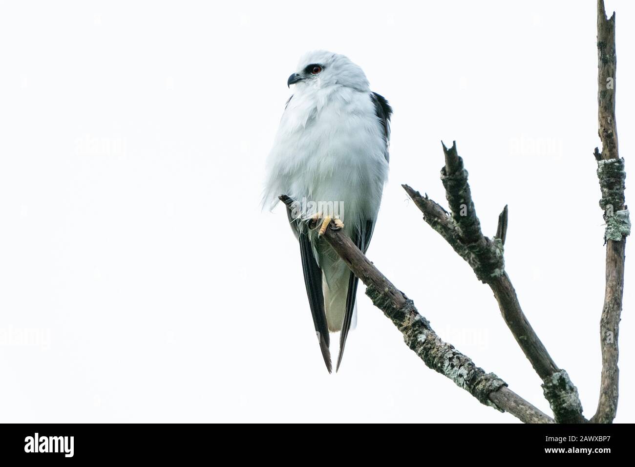 Erwachsene mit schwarzem Kiteschulter (Elanus axillaris), im Baum, Atherton Tablelands, Queensland, Australien Stockfoto